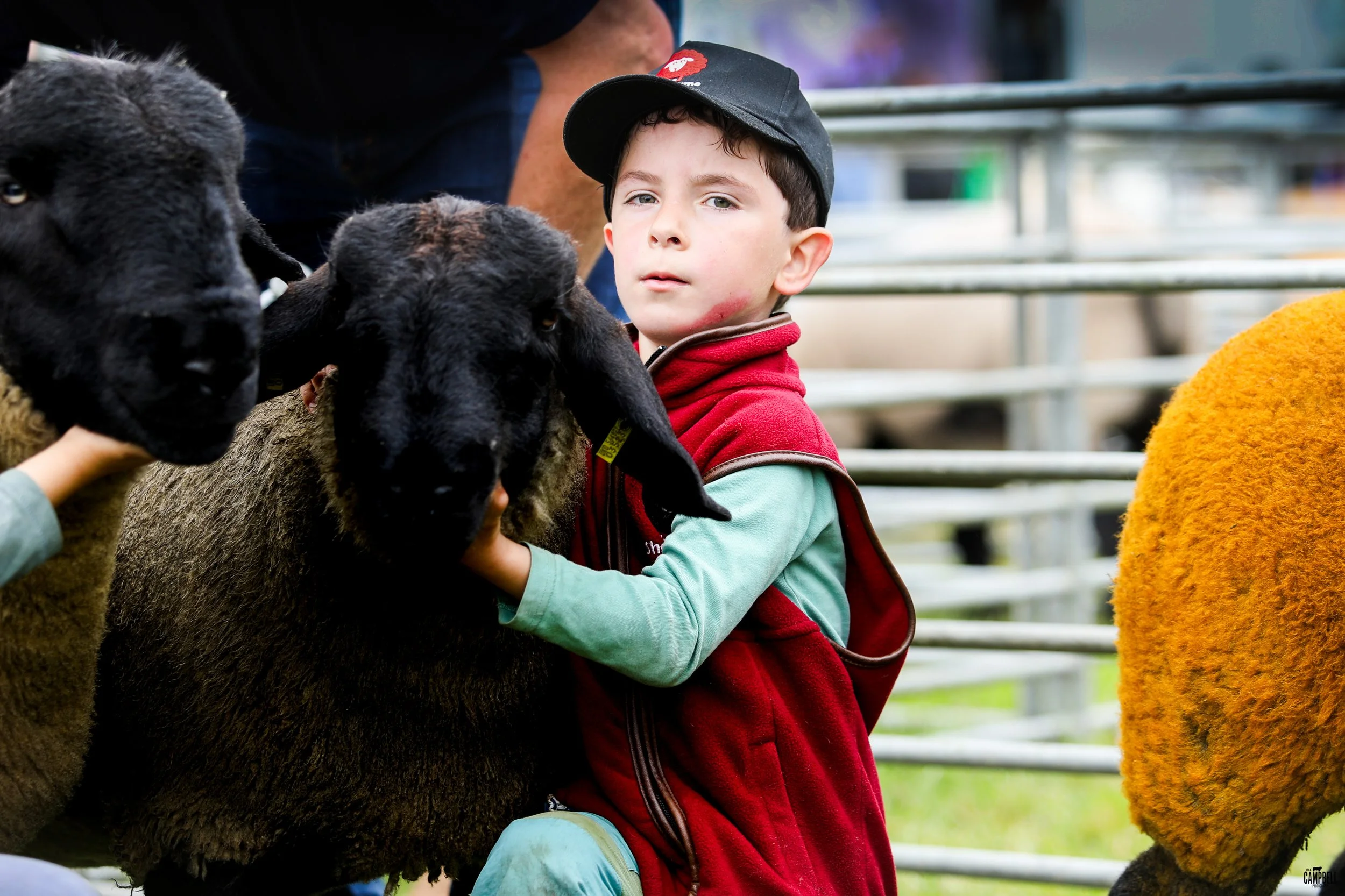A young boy with short dark hair, wearing a black baseball cap, a red vest, and a blue-green shirt, is petting a black sheep at a farm. There is a person in the background and metal fencing in the background.