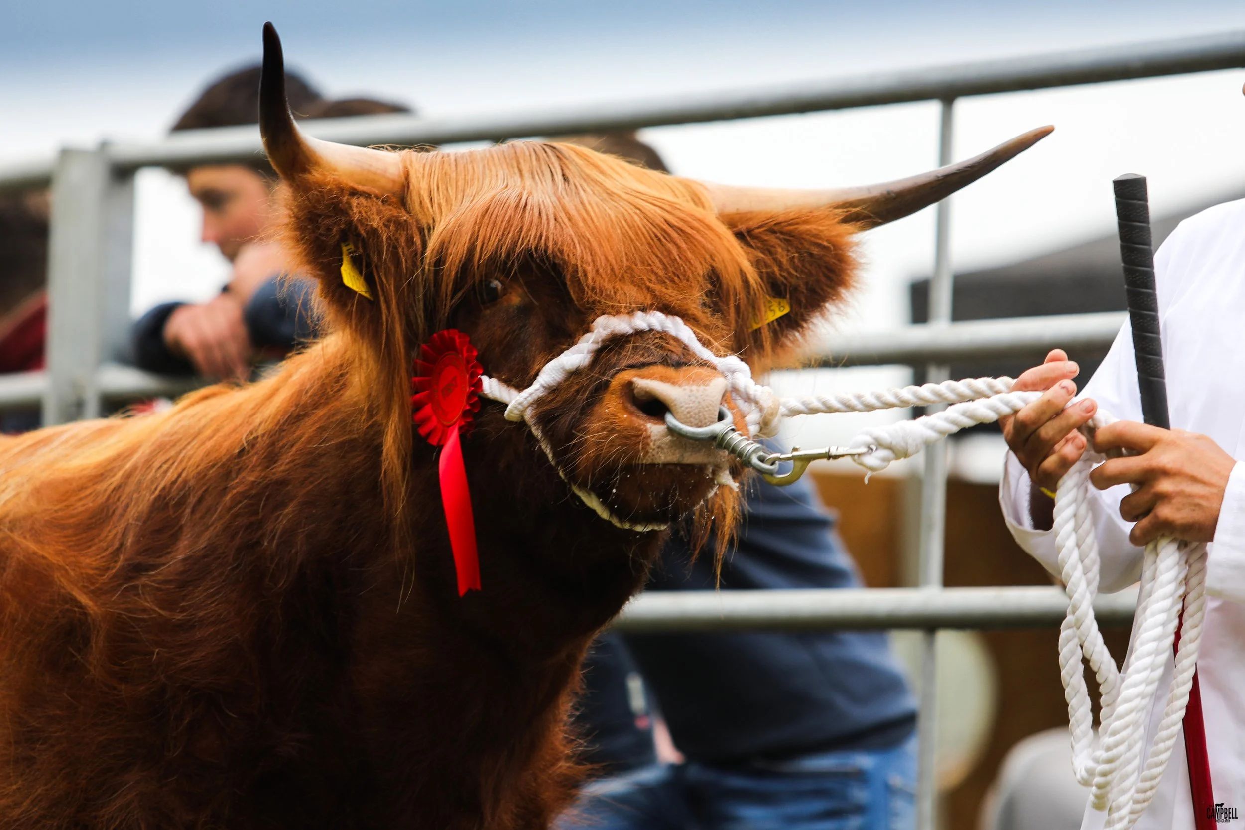 A Highland cow with reddish-brown fur and long horns being held on a lead rope at a livestock event, with blurred people and metal fencing in the background.