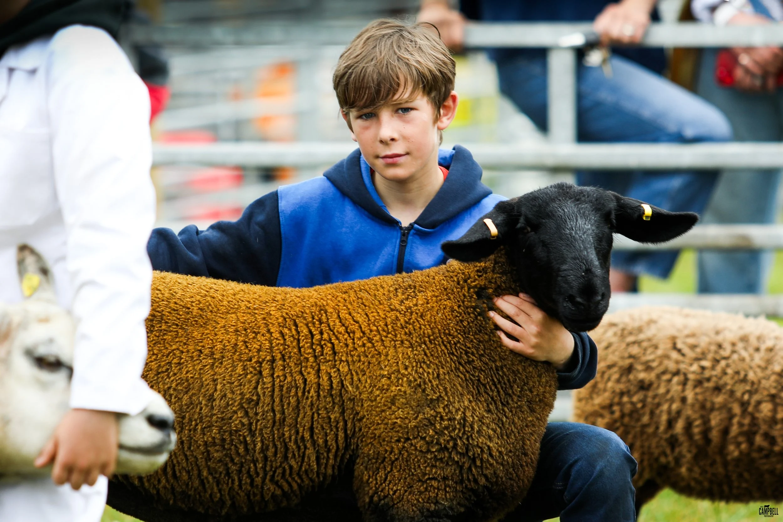 A young boy with brown hair wearing a blue hoodie is holding a black sheep with a brown fleece at a petting zoo.