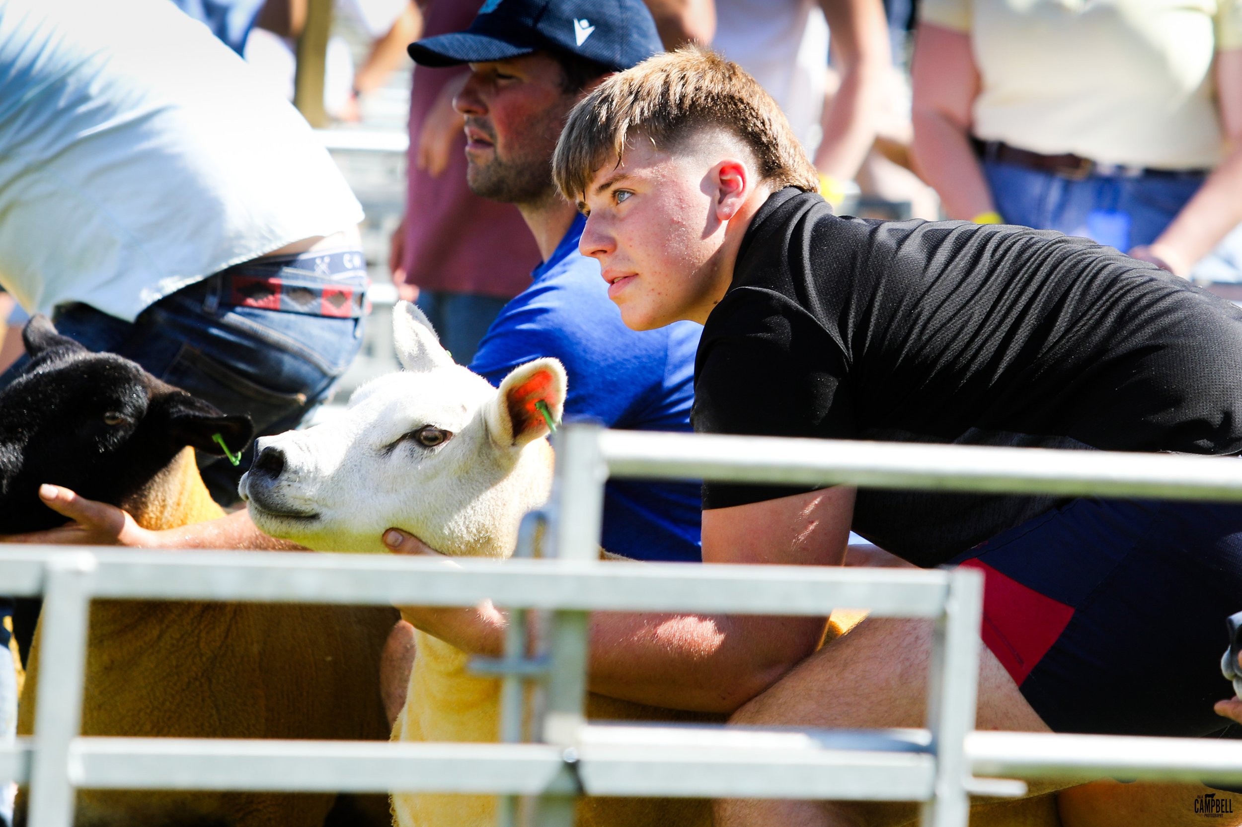 Two young men and a person, possibly a handler, at a cattle show, with one young man leaning on a fence and the other reaching toward a white calf, in a sunny outdoor setting.