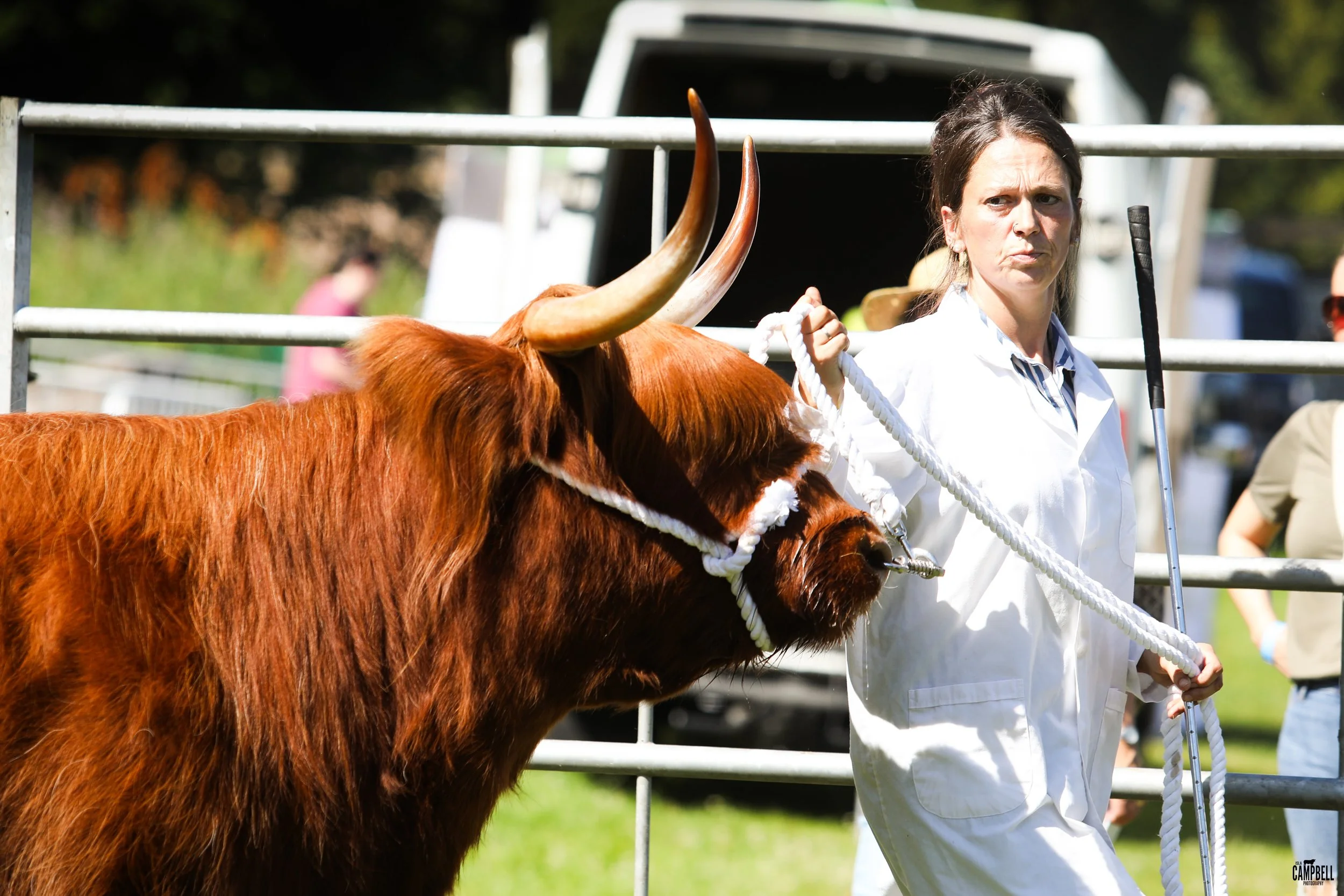 A woman in a white coat leading a brown Highland cow with large horns in an outdoor setting with a metal fence and other people in the background.