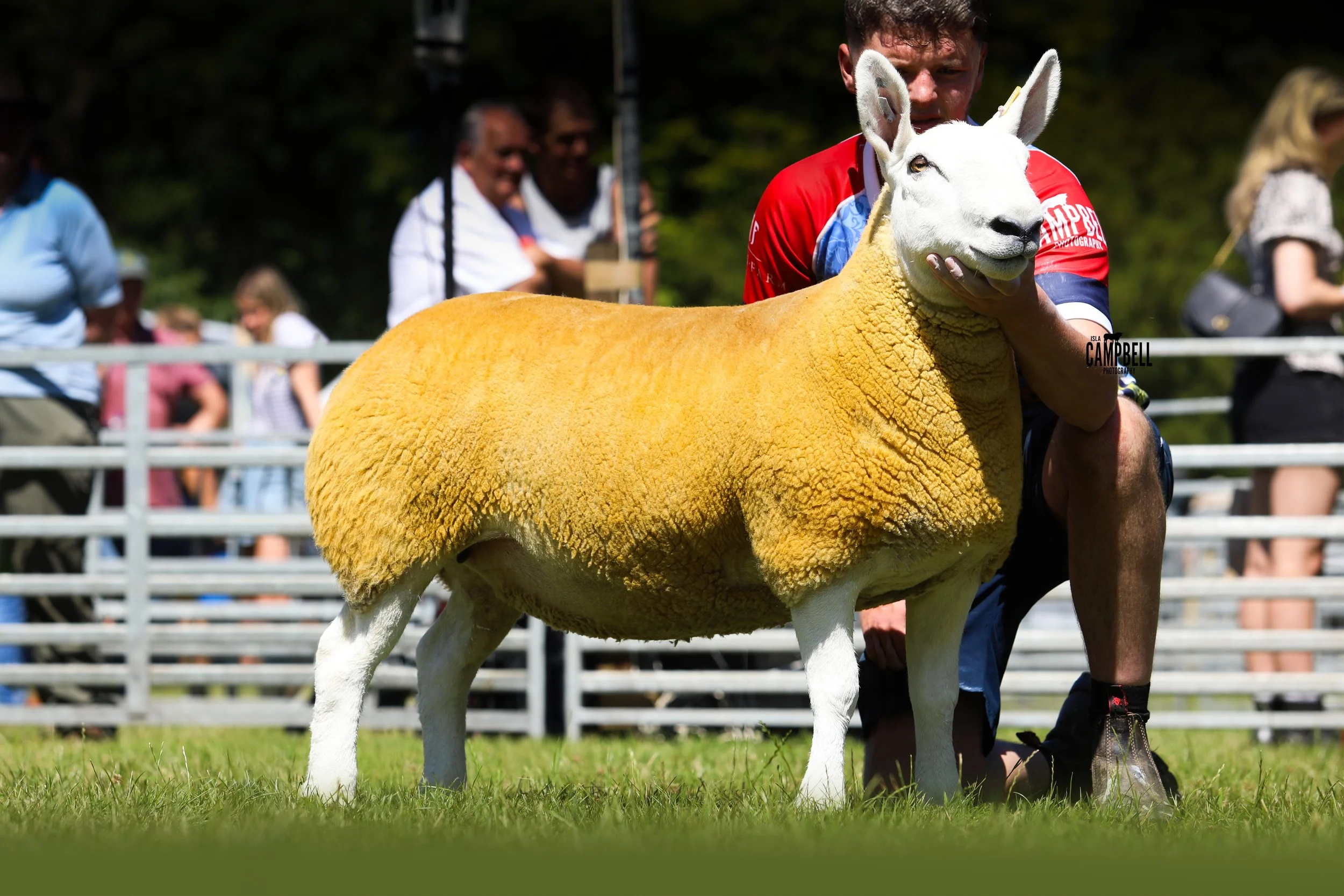 RES Interbreed Sheep.jpg