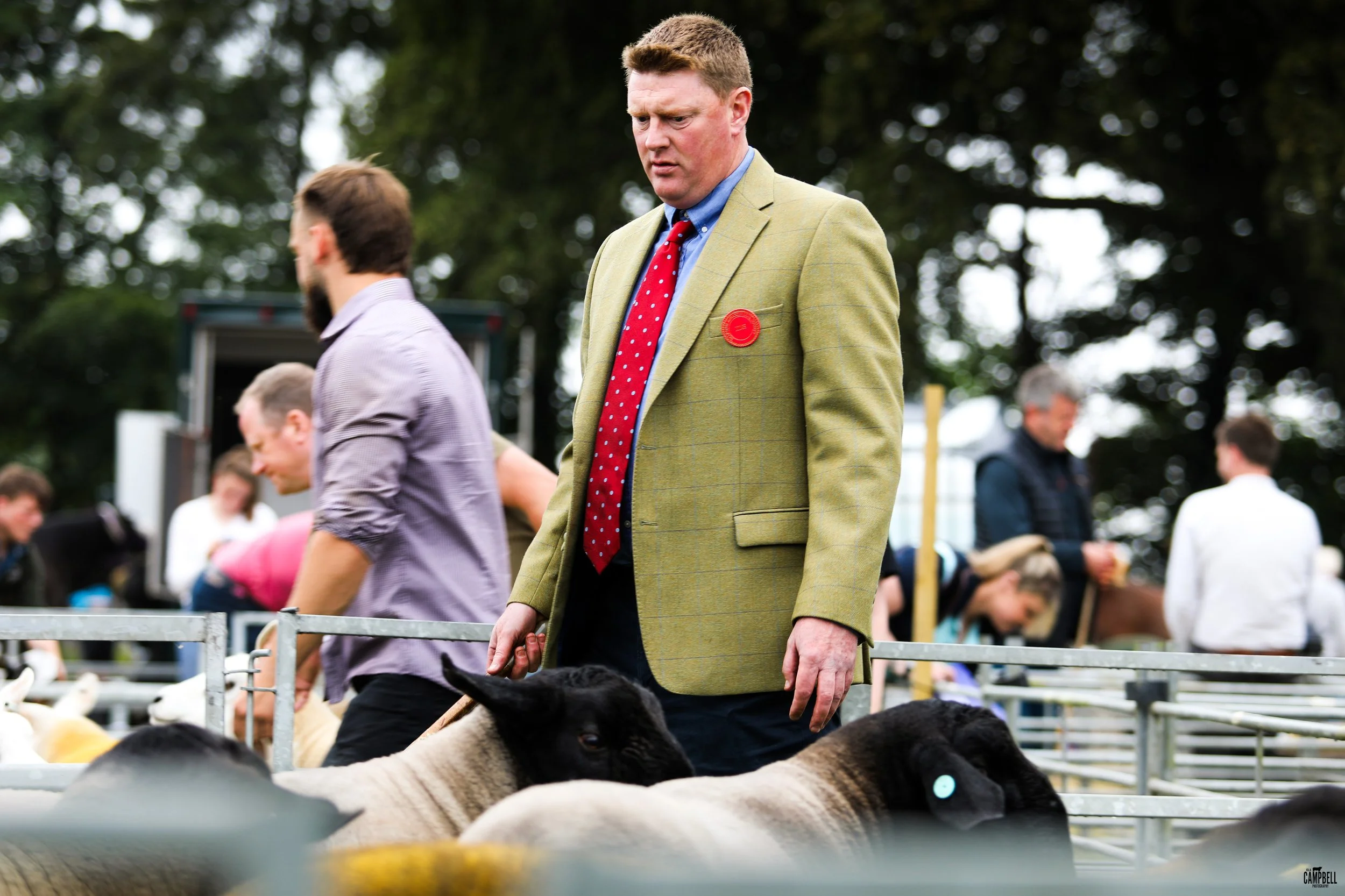 A man in a yellow plaid blazer with a red polka dot tie and blue shirt looking intently at sheep at a livestock show or auction. Other people are in the background, some watching and some taking notes.