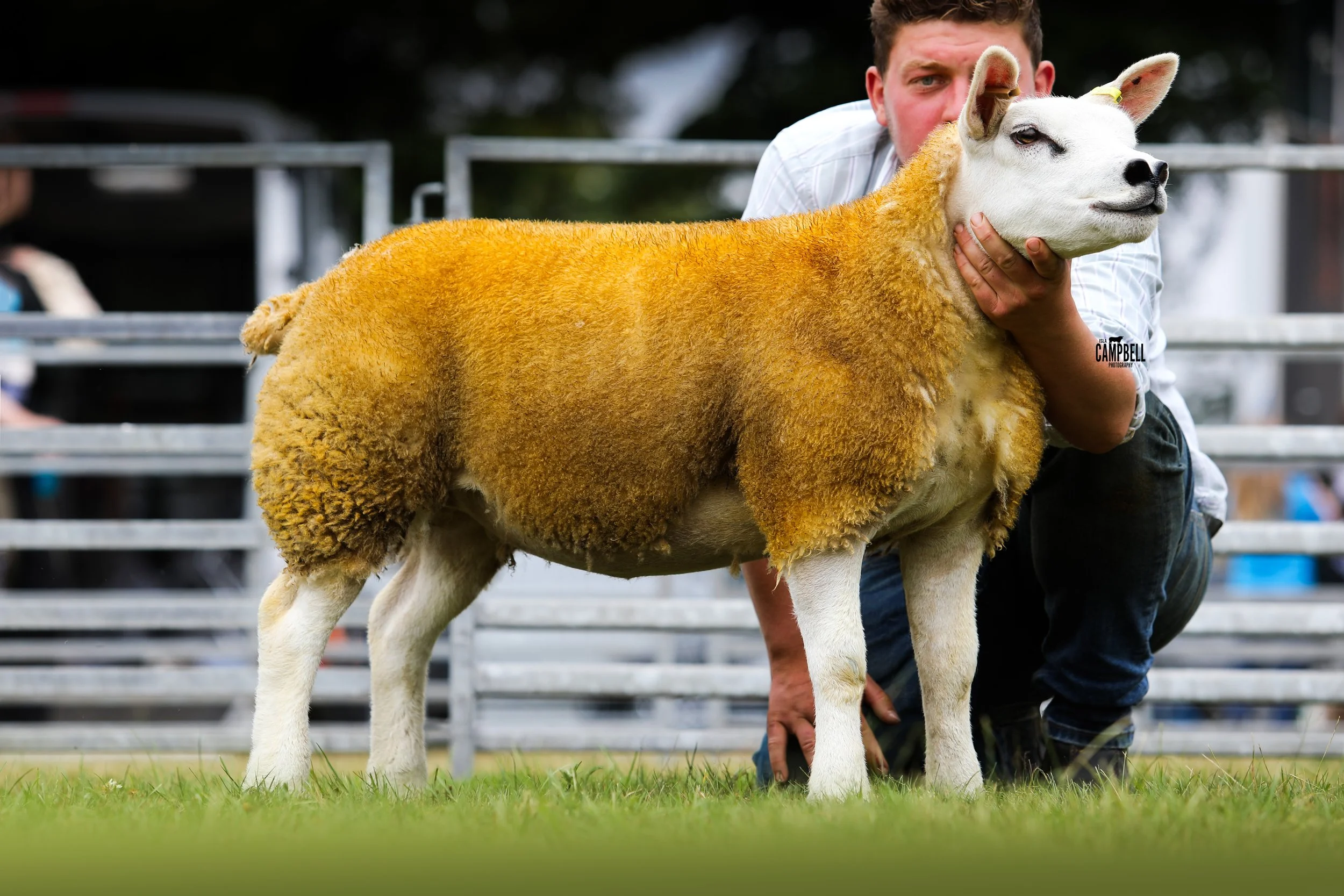 A man holding a white lamb with a yellow wool covering on its back at a farm or outdoor event.