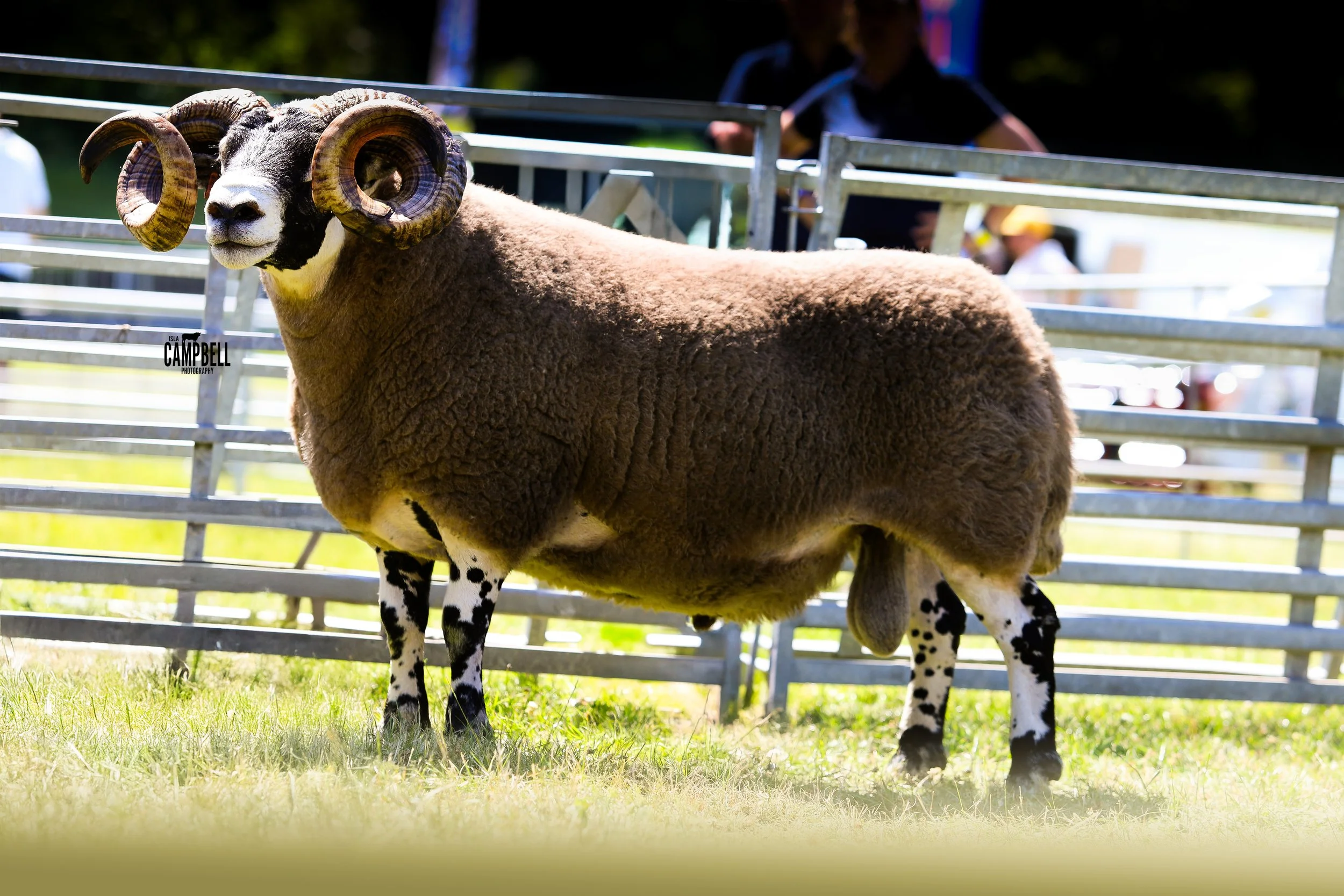 Interbreed Sheep.jpg