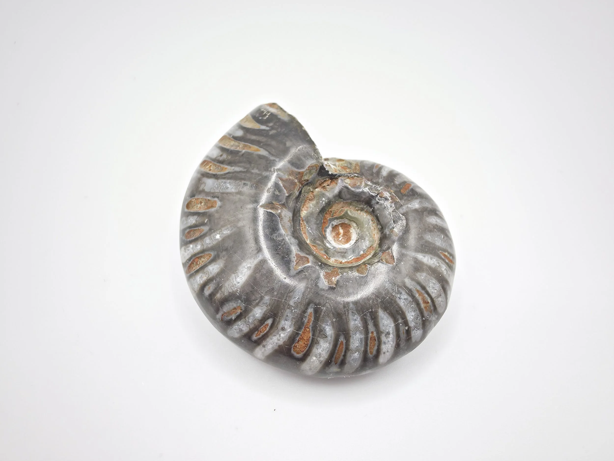 AMMONITE