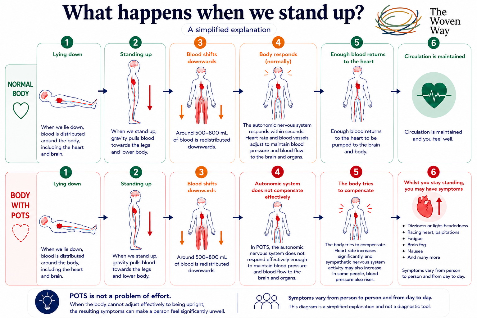 A diagram titled 'What happens when we stand up?' comparing the body's response to standing up normally and with postural orthostatic tachycardia syndrome (POTS). It includes six steps for each scenario: laying down, standing up, blood shifts downwards, body response, blood returning to the heart, and circulation maintained, with illustrations of blood flow and descriptions of physiological responses.