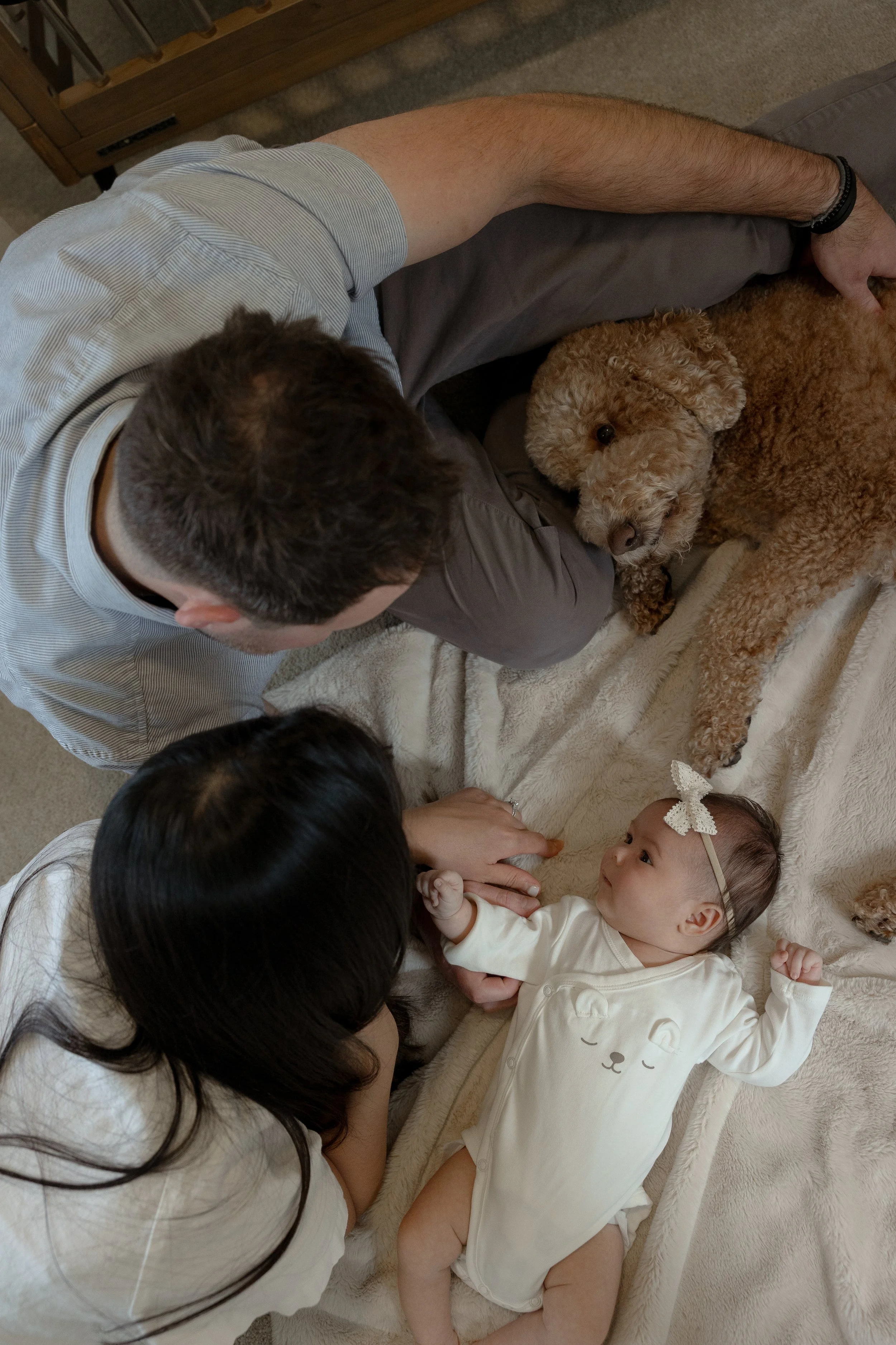 A family consisting of a man, a woman, a baby, and two poodles, lying on a bed. The baby is looking at the man and woman, who are interacting with the baby and the dogs.