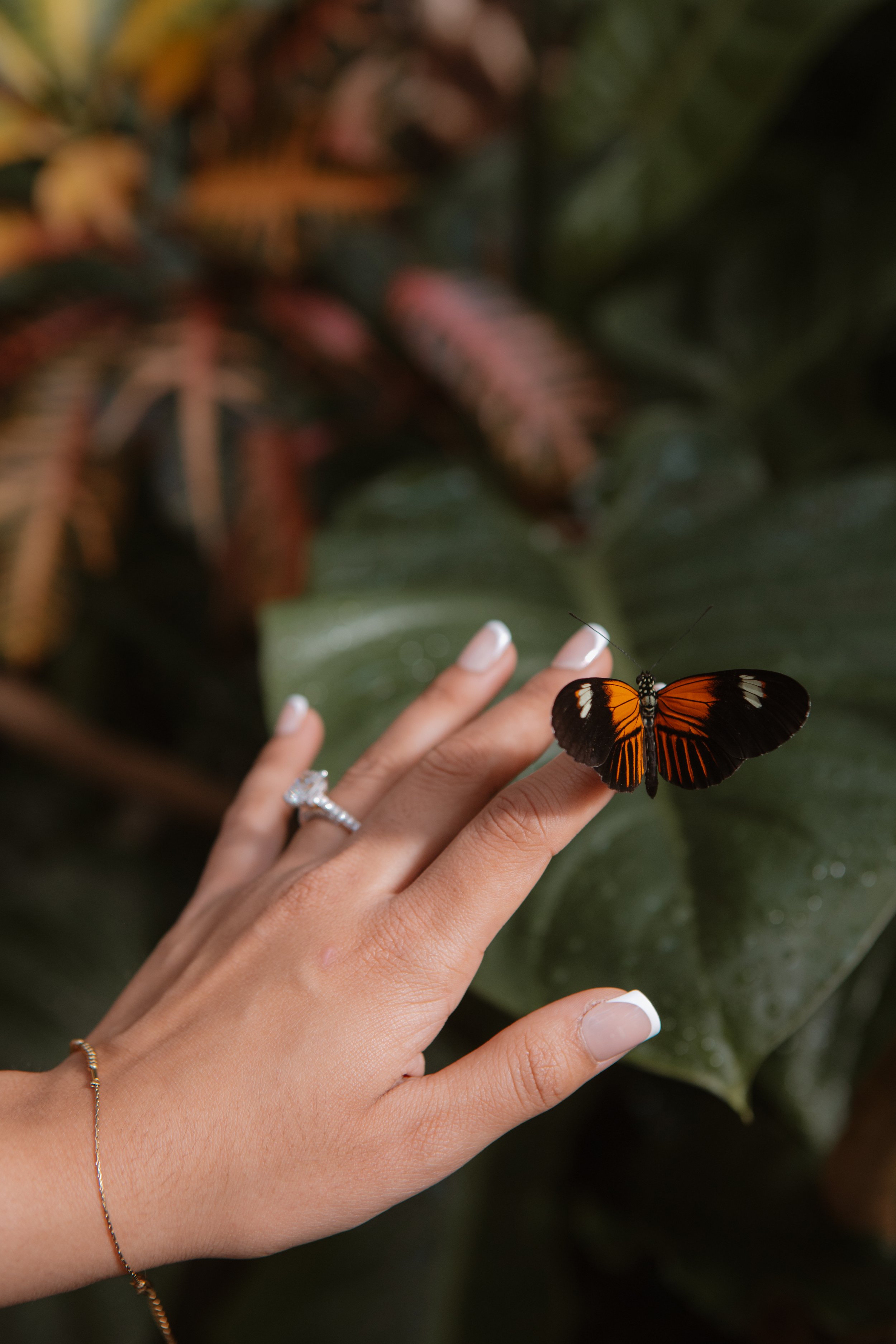 A person's hand with a diamond ring on the ring finger and a gold bracelet on the wrist, gently holding or near a butterfly with orange, black, and white wings, on a green leaf.