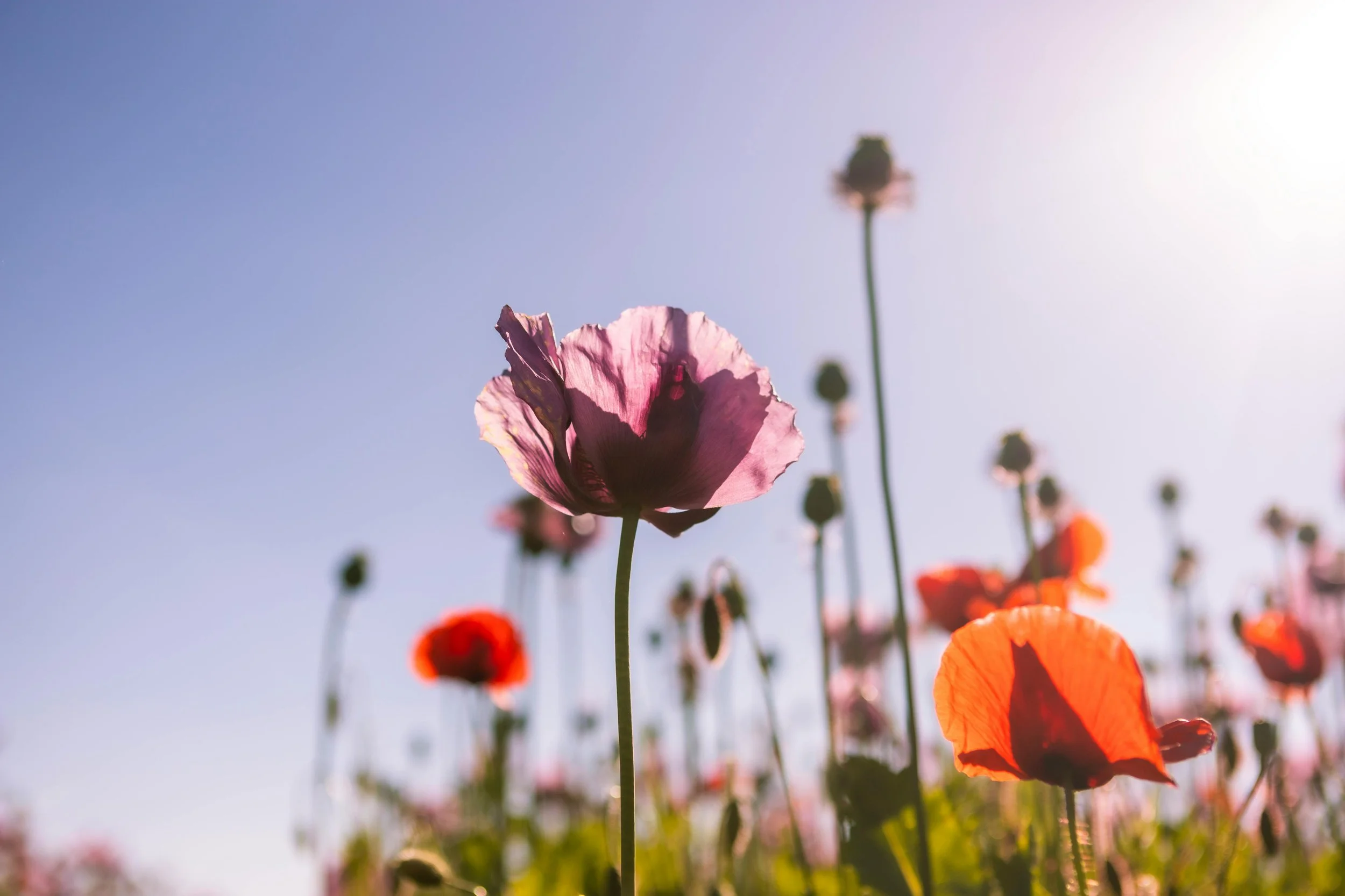 A photos of some poppies in a beautiful Norfolk field