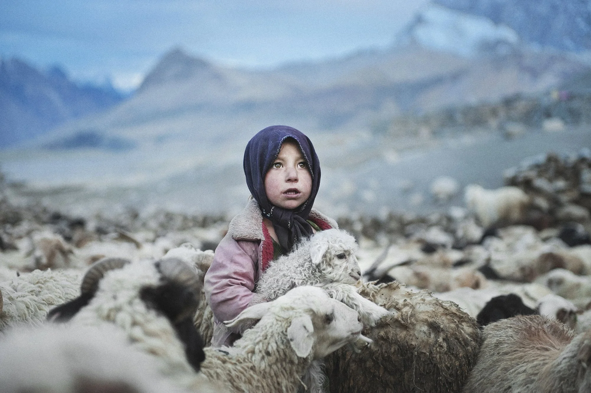 A young girl with a headscarf surrounded by sheep in a mountainous landscape.