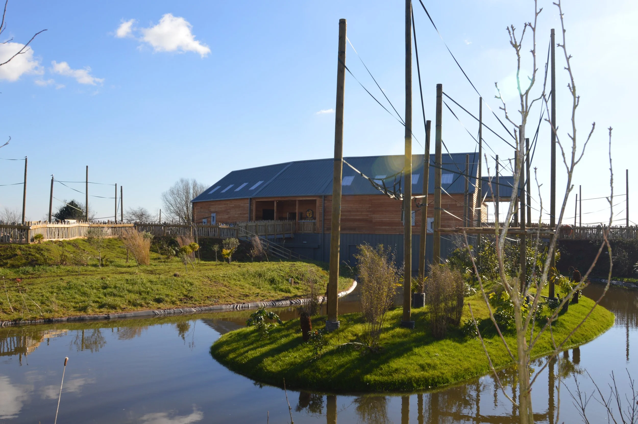 Twycross Zoo Gibbons