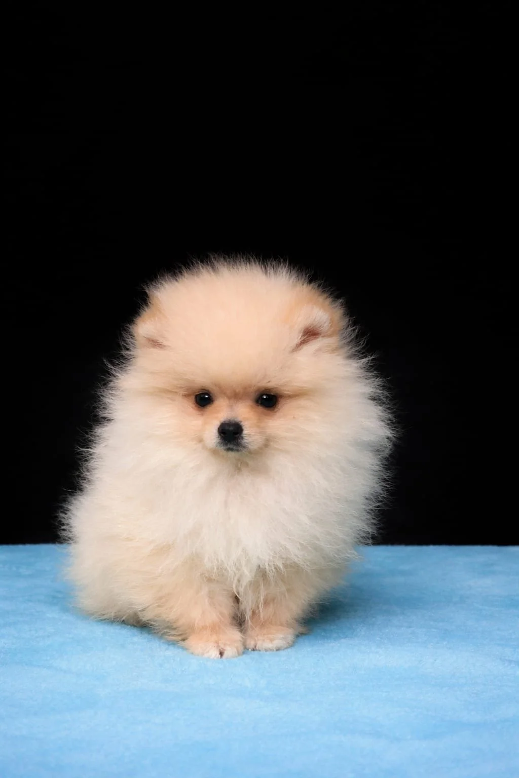Cucciolo di cane pomerania bianco con sfondo nero
