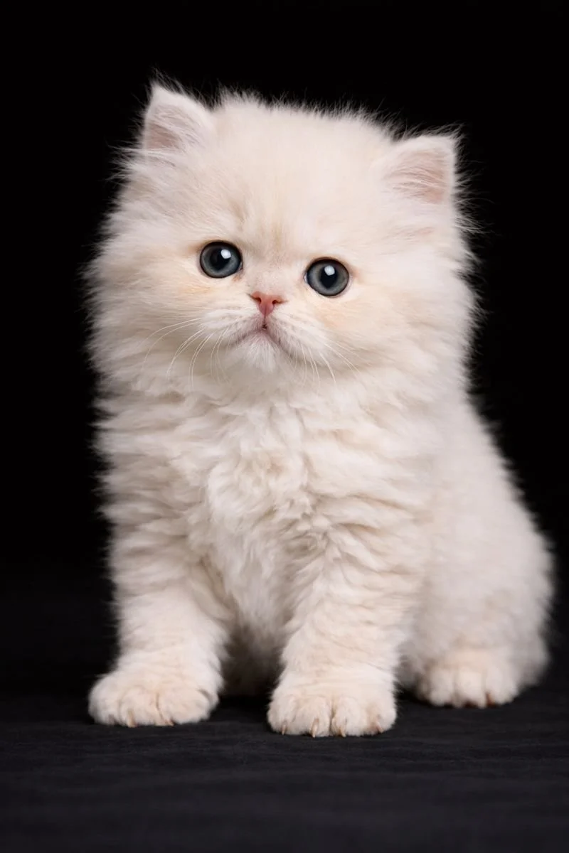 Gattino bianco con occhi azzurri su sfondo nero.