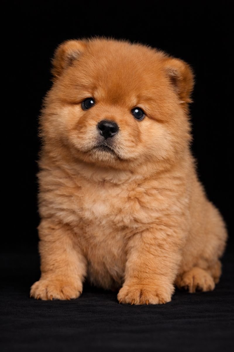 Cucciolo di cane chow chow con pelo folto e color zenzero, su sfondo nero