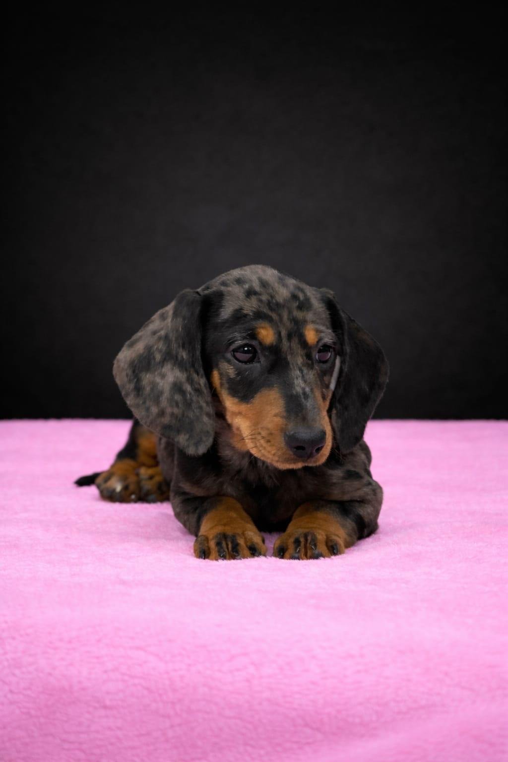 Un cucciolo di bassotto con pelo a macchie tricolore, sdraiato su un tappeto rosa scuro, sfondo nero.