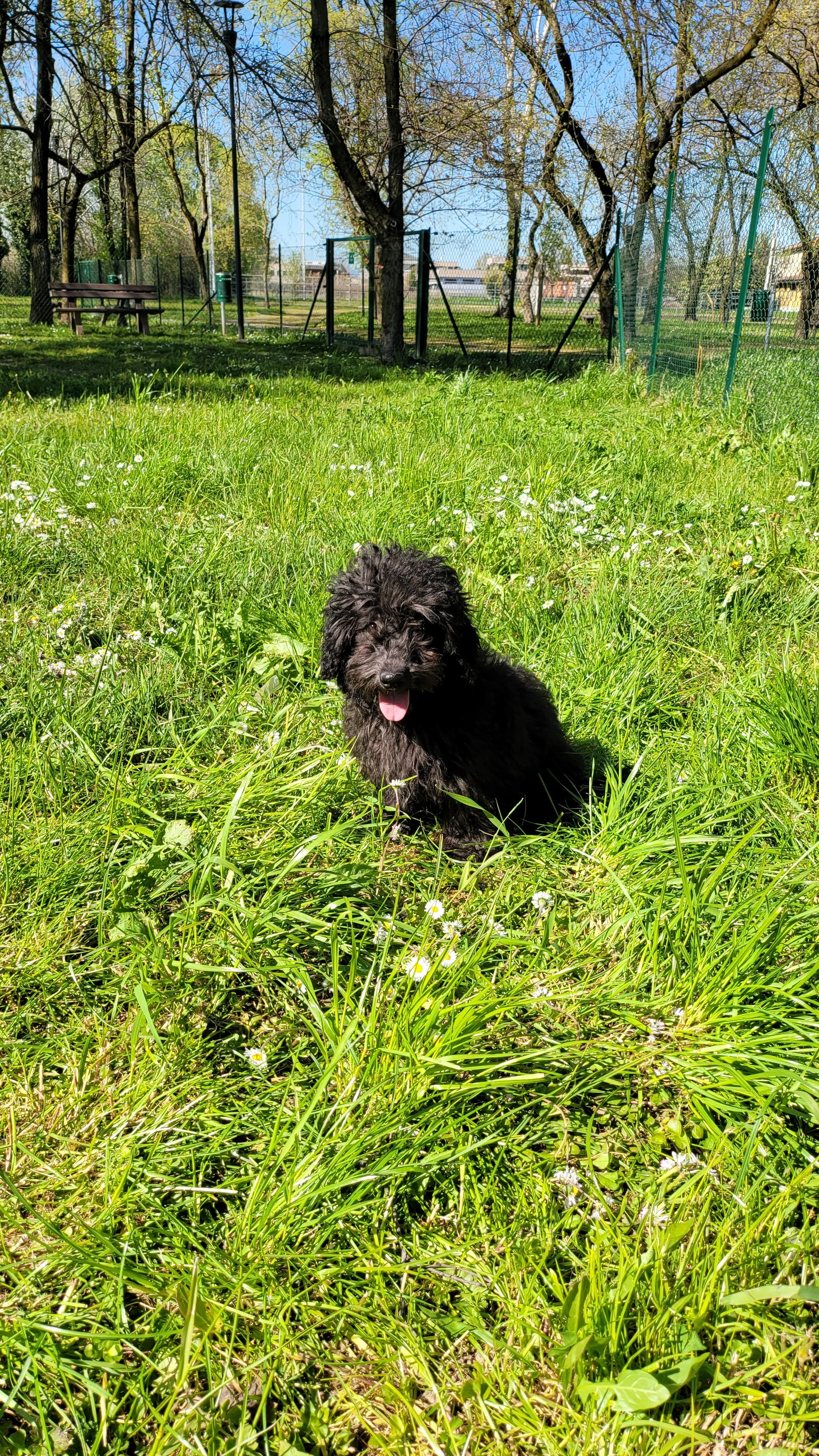 Cucciolo di cane nero che giace nell'erba verde con fiori bianchi, sotto alberi con rami spogli e cielo blu in un parco.