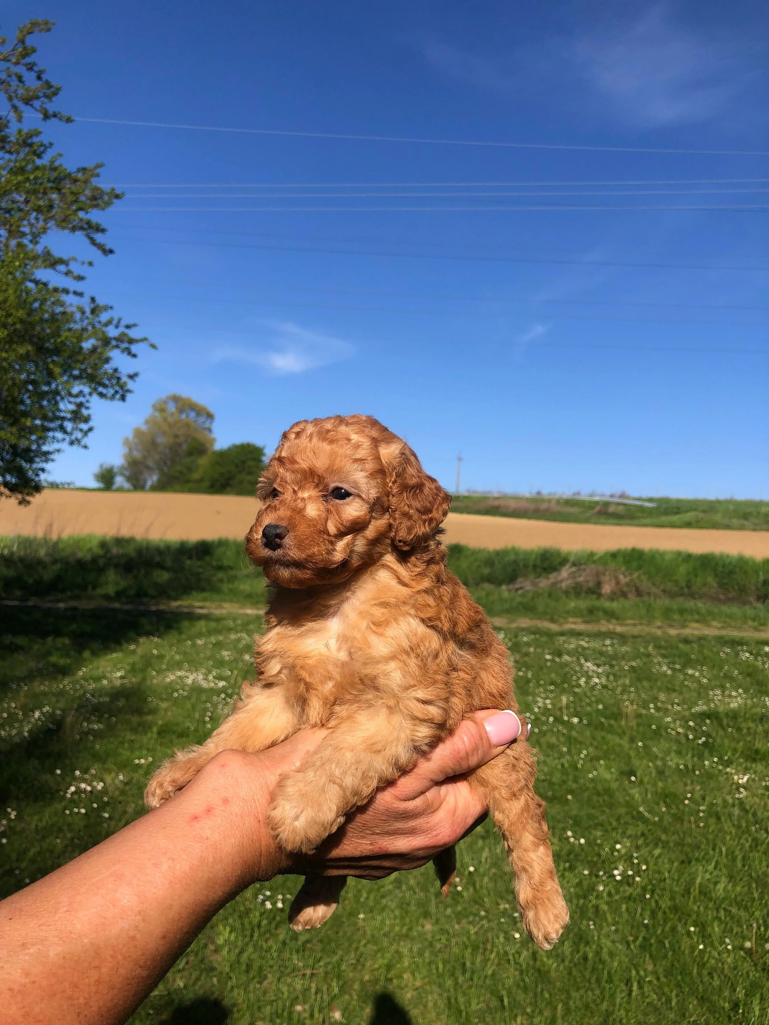 Cane dell'età di cucciolo tenuto in mano in un campo verde con alberi e campo coltivato sullo sfondo e cielo blu con poche nuvole.