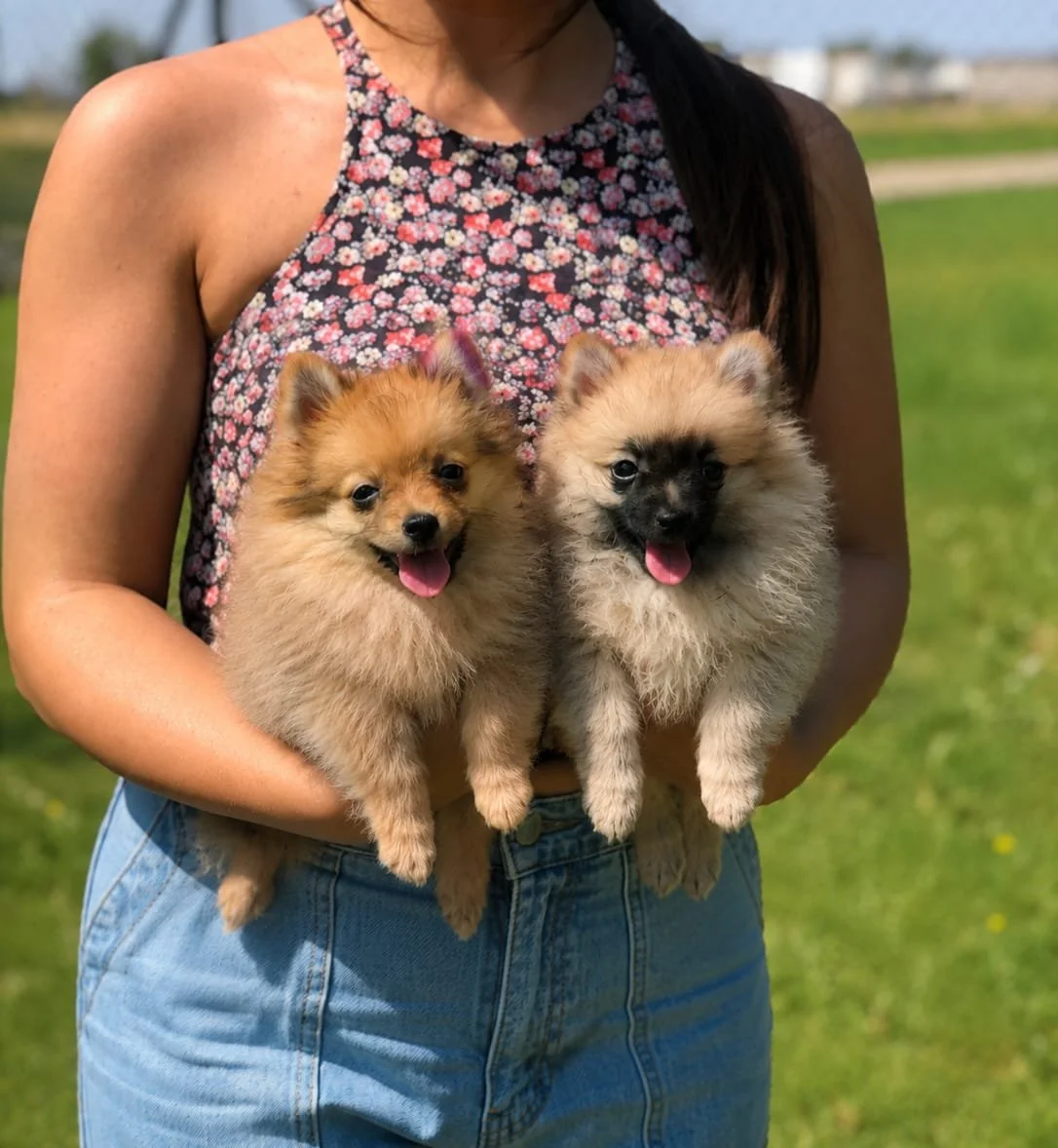 Donna che tiene in braccio due cagnolini di piccola taglia e pelosi, all'aperto in un prato verde.