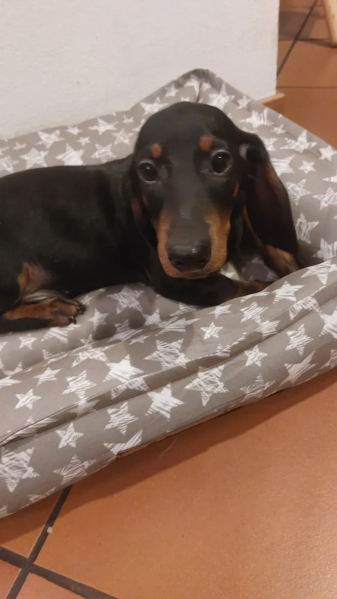 Cane di razza bassotto sdraiato su un letto con copertura a motivo di stelle.