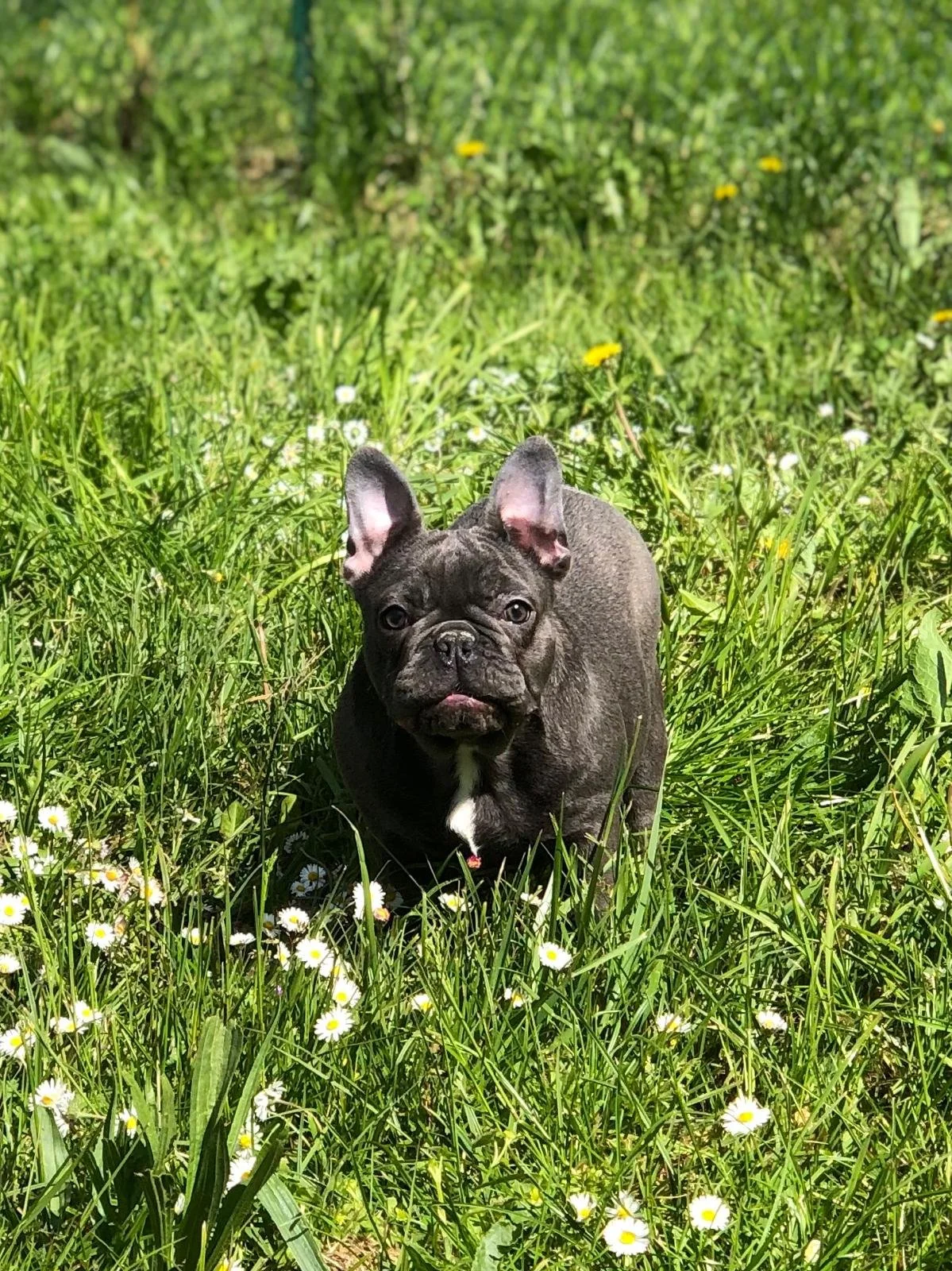 Cucciolo di bulldog francese in un prato di erba e Margherite