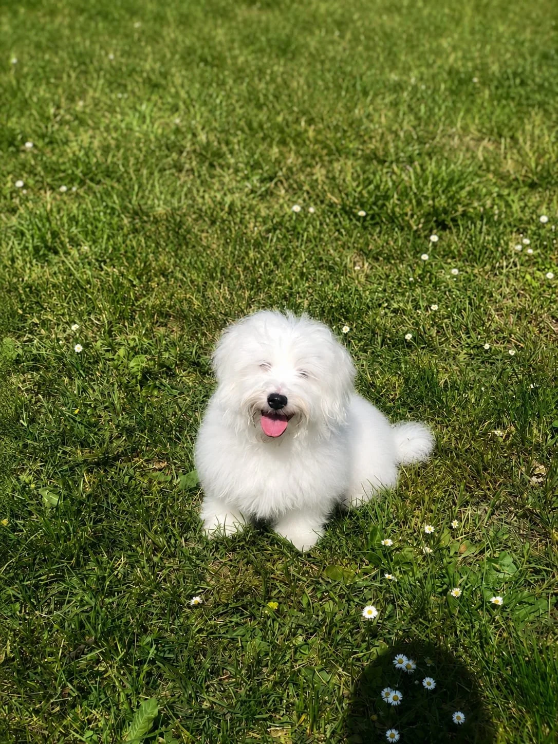 Cagnolino bianco felice seduto in un prato verde con margherite.