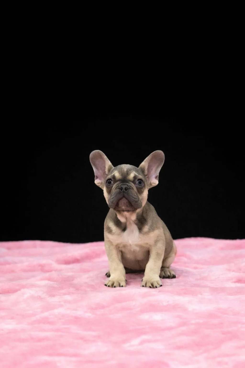 Cagnolino francese marrone con bandana bianca, seduto su una coperta rosa, sfondo nero