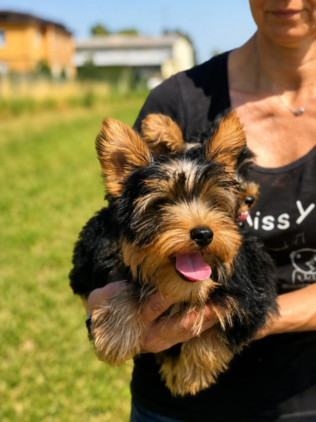 Cane di piccola taglia, una Yorkshire Terrier, tenuto in braccio da una persona in un'area verde all'aperto durante una giornata soleggiata.