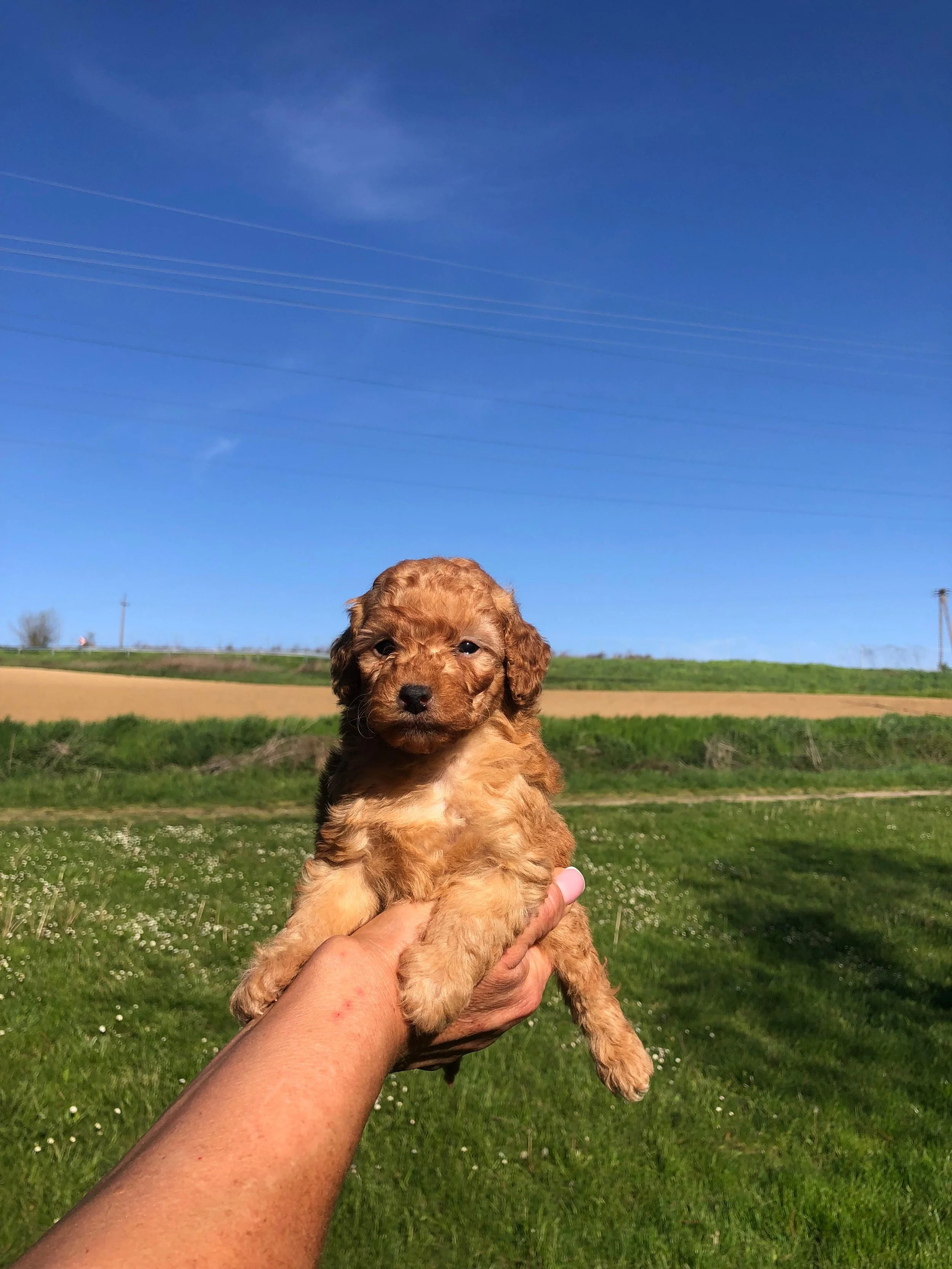 Cagnolino marrone chiaro, tenuto da una mano durante una giornata soleggiata in un parco verde con campo e cielo azzurro.