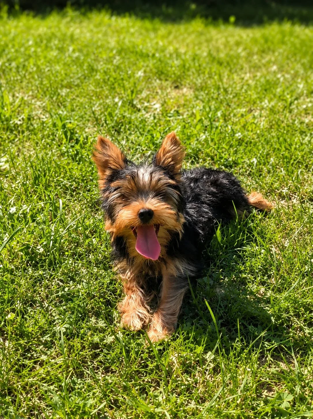 Cagnolino nero e marrone felice sdraiato sull'erba verde con lingua pendente.
