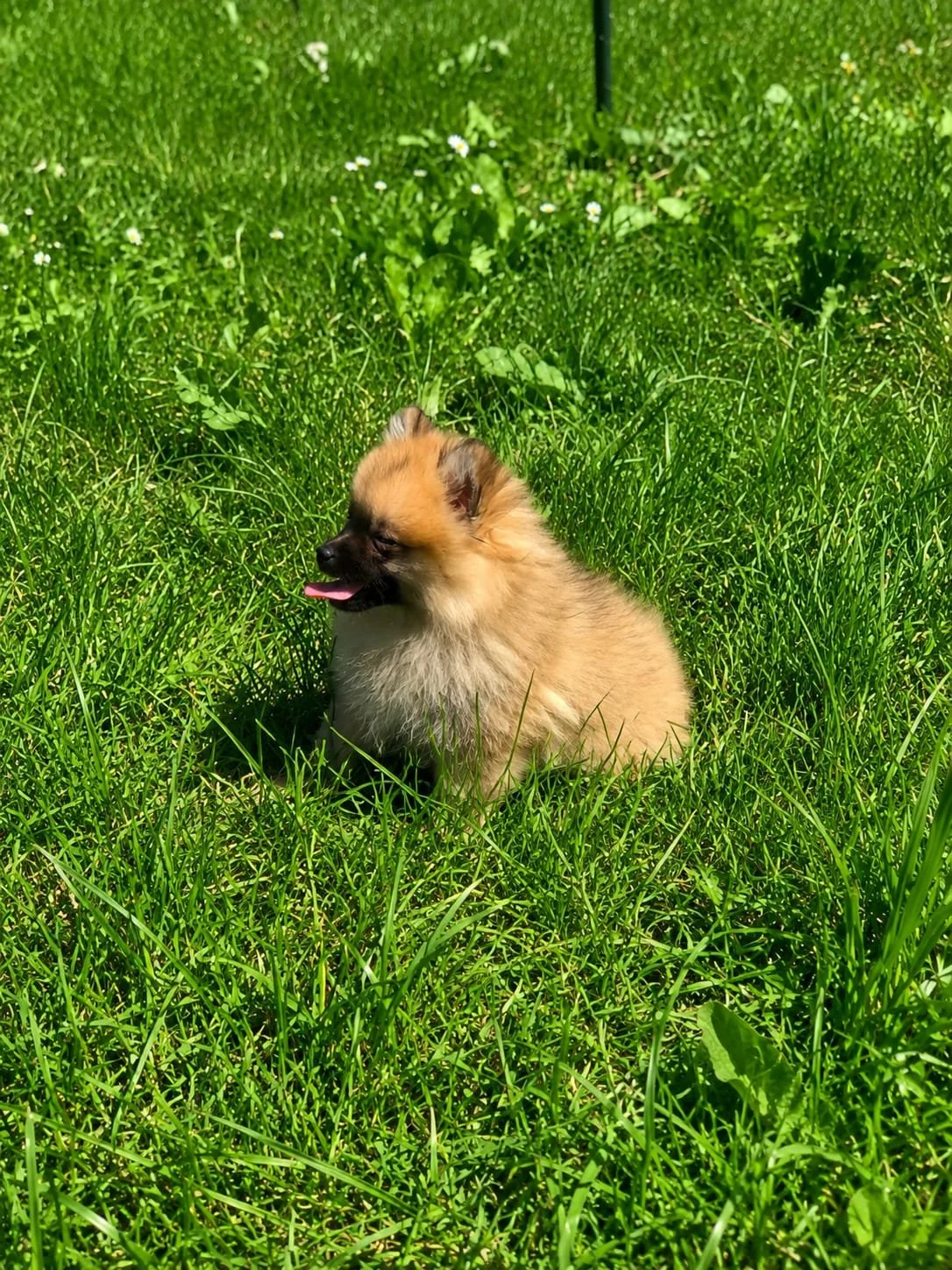 Cagnolino marrone chiacchierone seduto nell'erba verde e soleggiata.