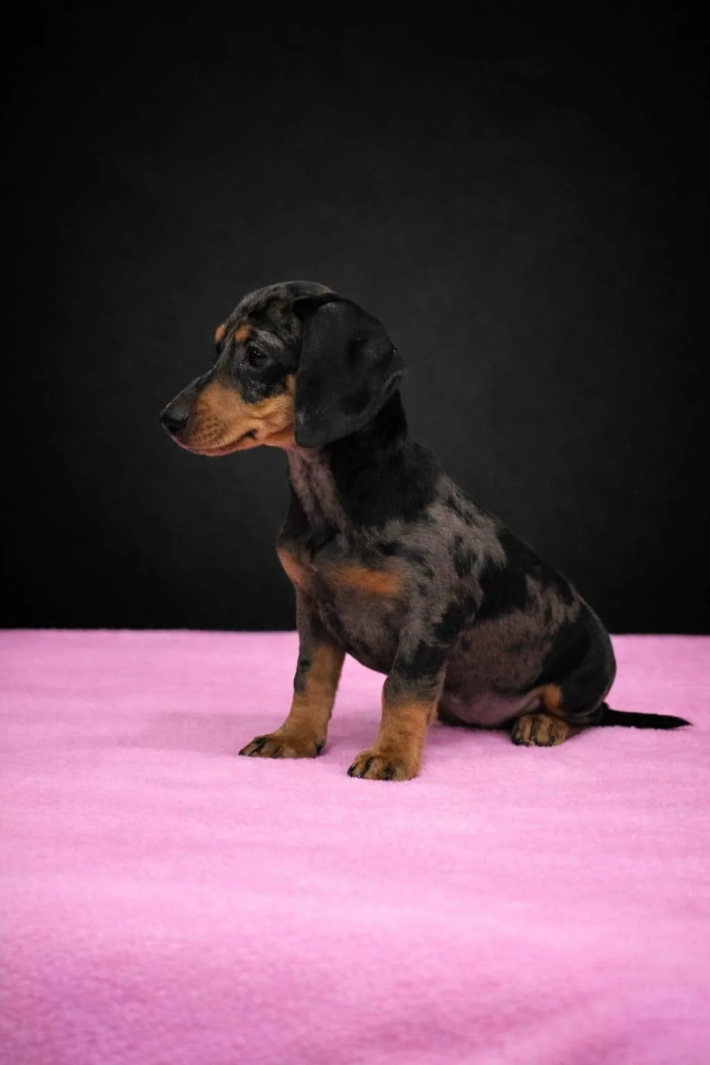 Cucciolo di bassotto con pelo tricolore seduto su un tappeto rosa, sfondo nero.