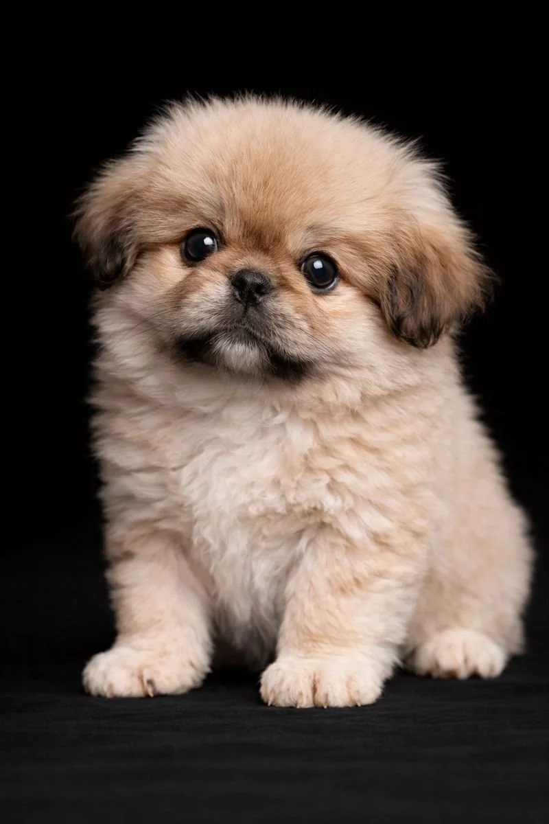 Cucciolo di cane di razza Shih Tzu con pelo riccio e occhi grandi, seduto su uno sfondo nero.
