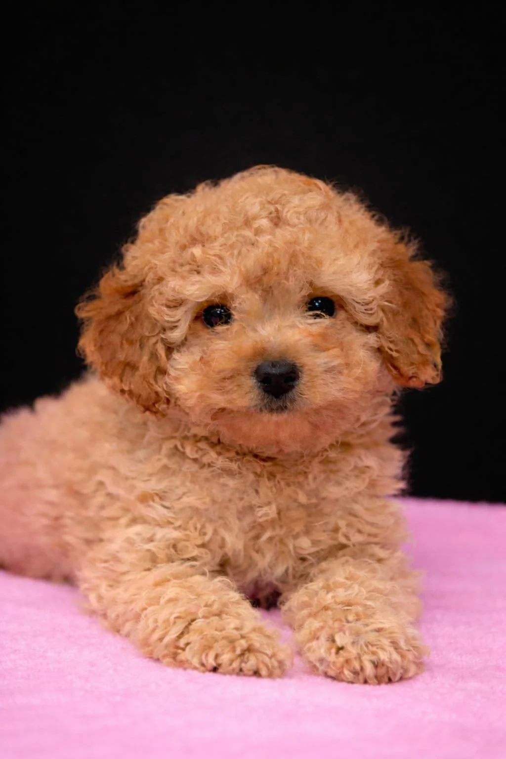 Cucciolo di cane caldo e riccio su sfondo nero