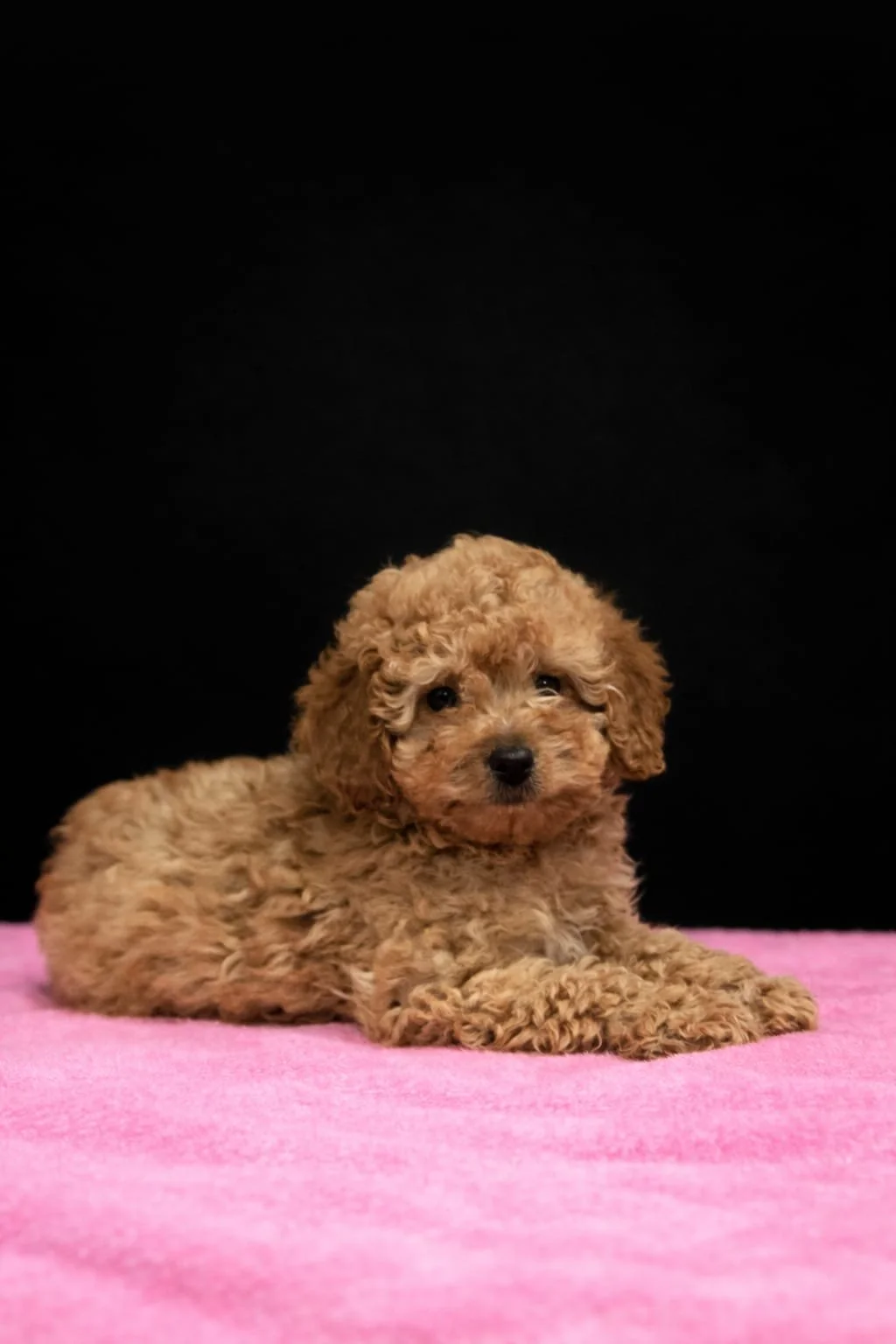 Cagnolino color caramello con pelo riccio che si trova su un tappeto rosa, sfondo nero.
