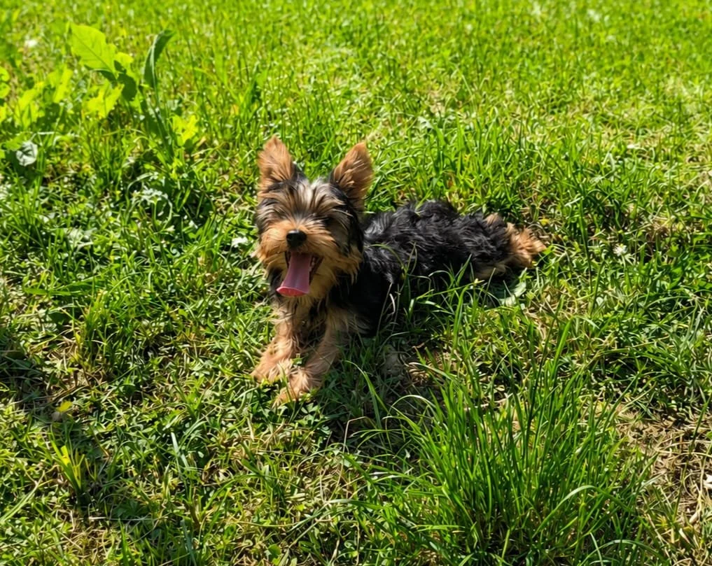 Un cucciolo di cane di piccola taglia sdraiato sull'erba verde, con lingua uscita, che sembra felice e che corre verso la fotocamera.