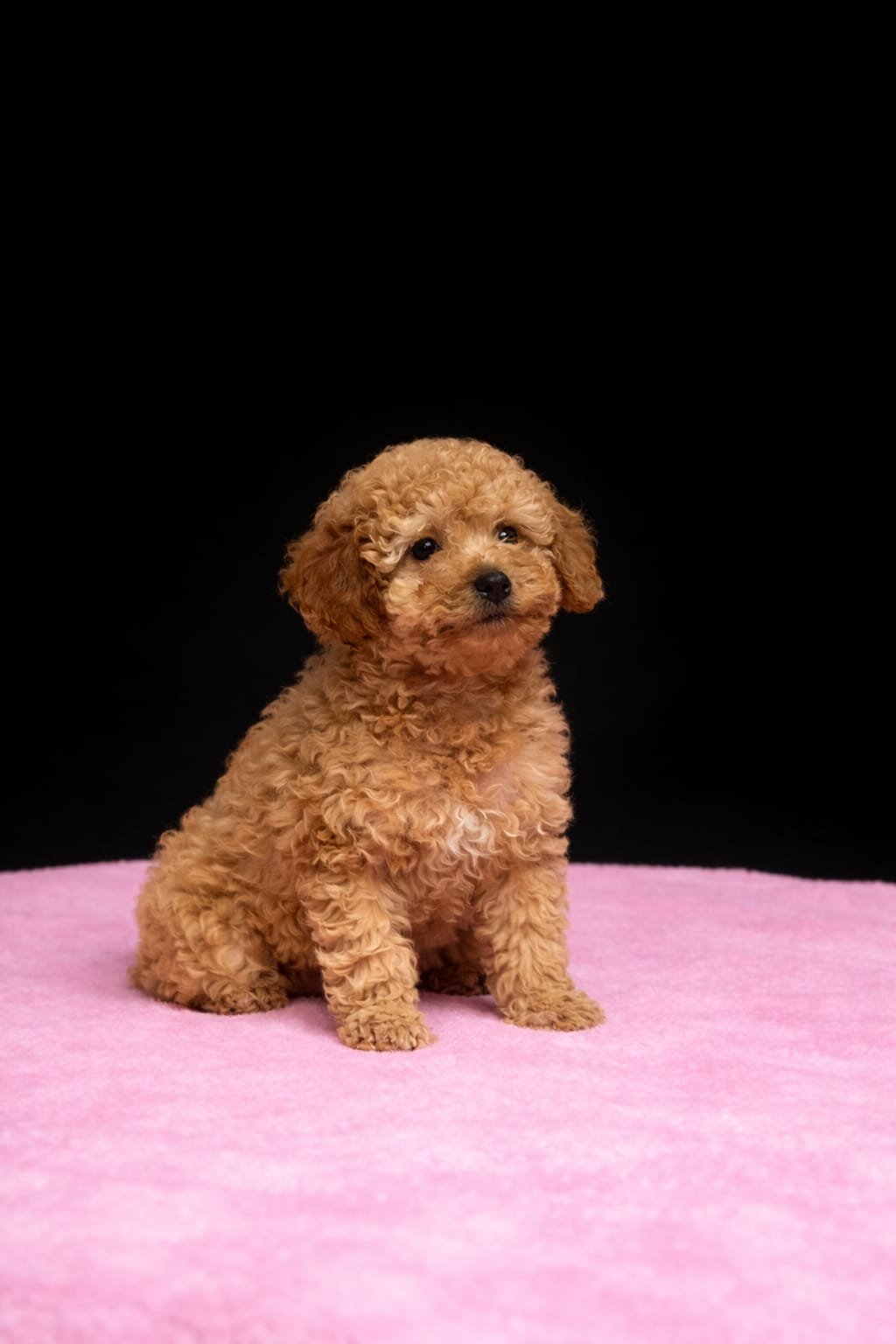 Cucciolo di cane con pelo riccio di colore beige, seduto su uno sfondo rosa con sfondo nero.
