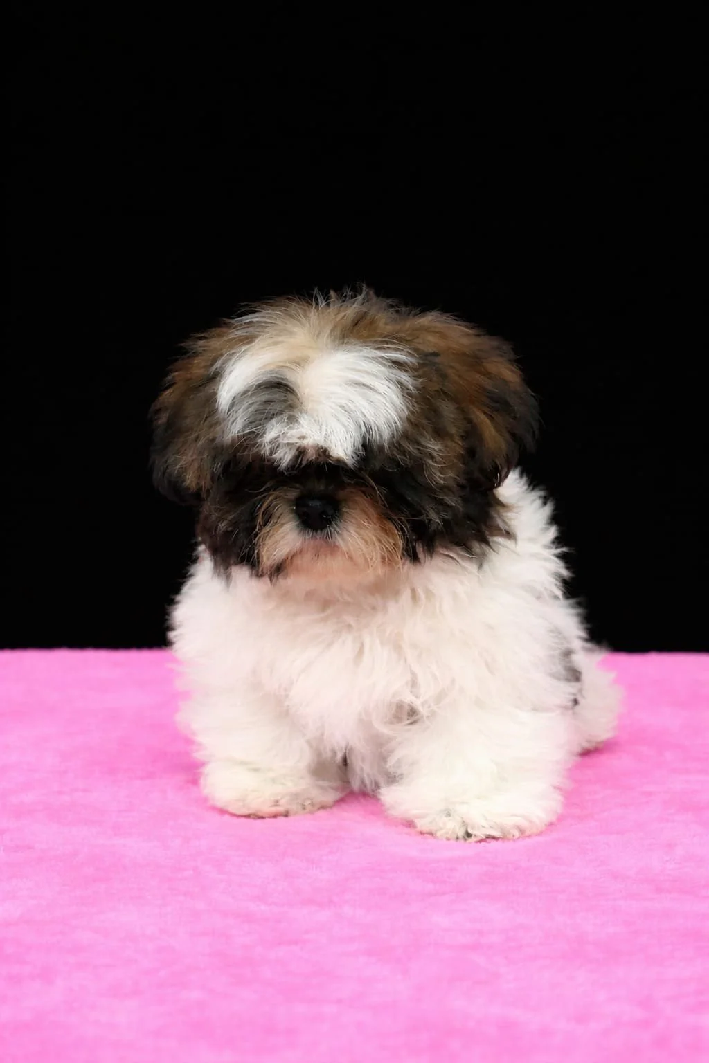 Cucciolo di cane con pelo riccio e folto, bianco con macchie marroni e nere, seduto su una superficie rosa contro uno sfondo nero.