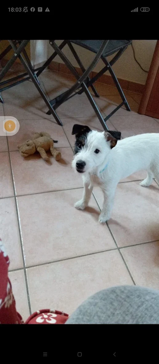 Cane bianco con macchia nera sulla testa, in casa con piastrelle e tavolo