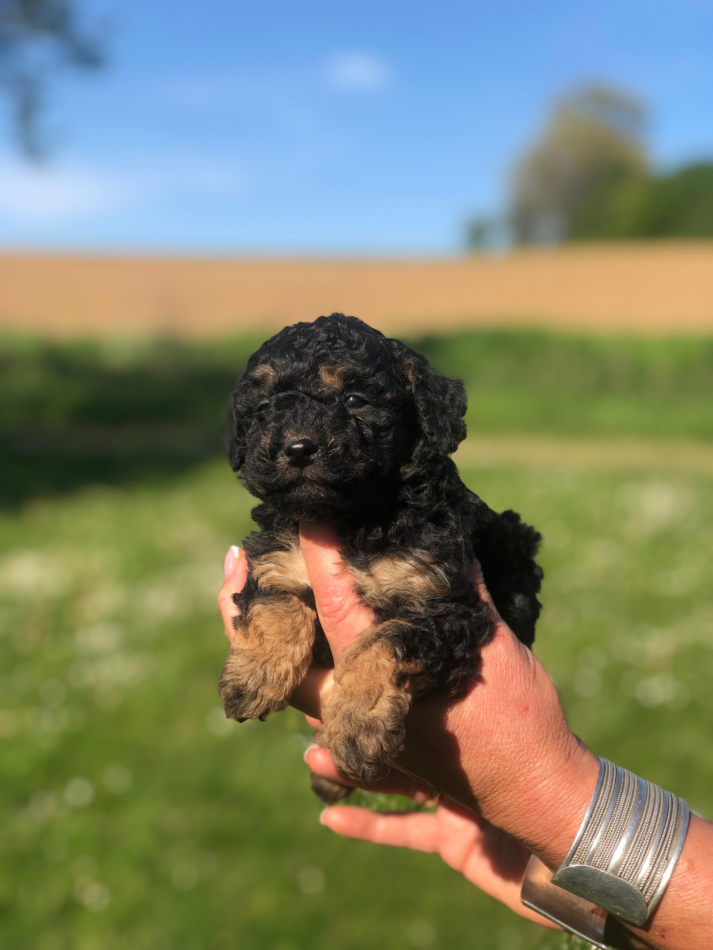 Una persona tiene un piccolo cucciolo di cane nero e marrone in mano, con uno sfondo di campo e cielo.