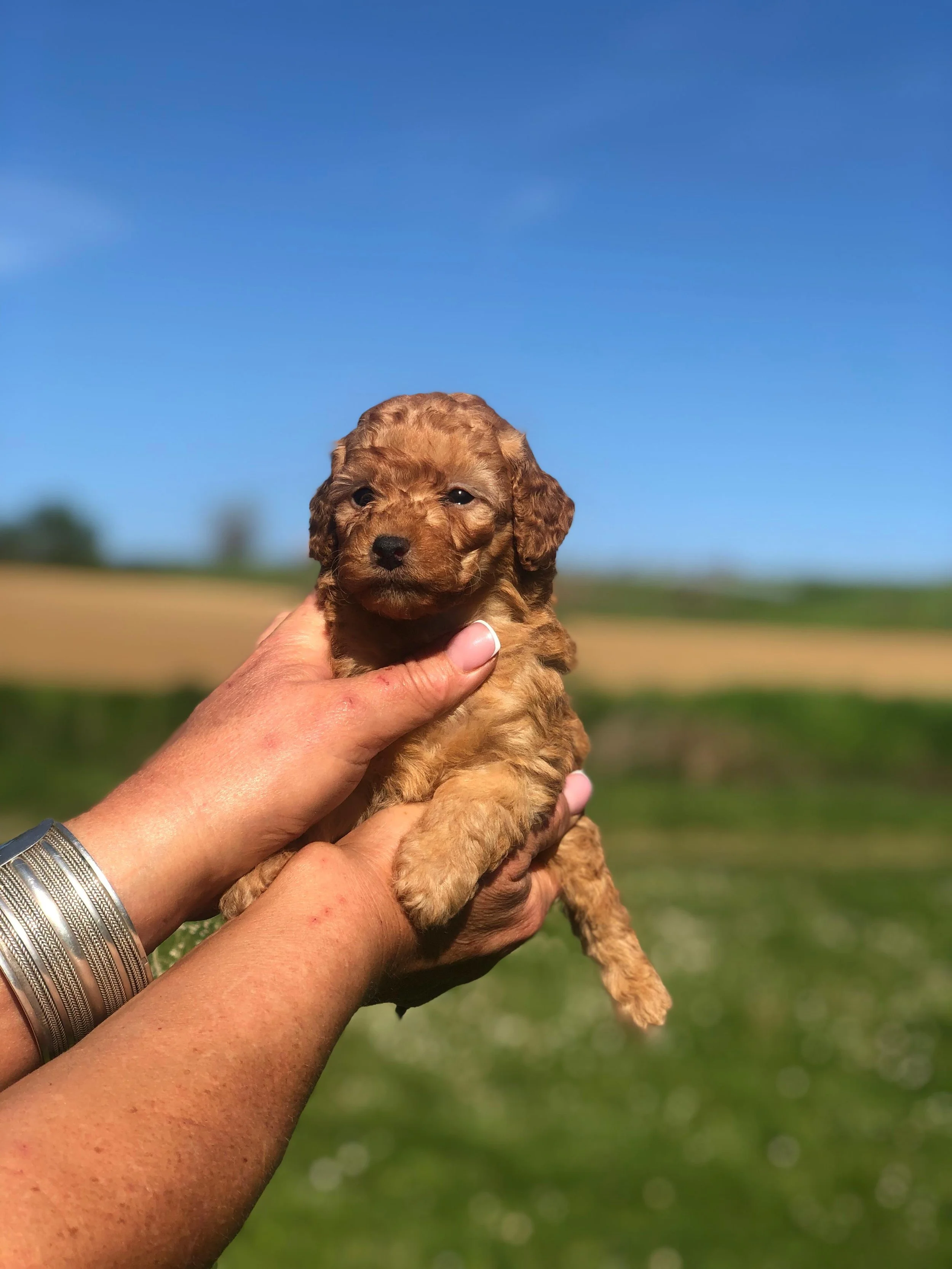 Una persona tiene in mano un cucciolo di cane color marrone, con uno sfondo di campagna e un cielo azzurro.