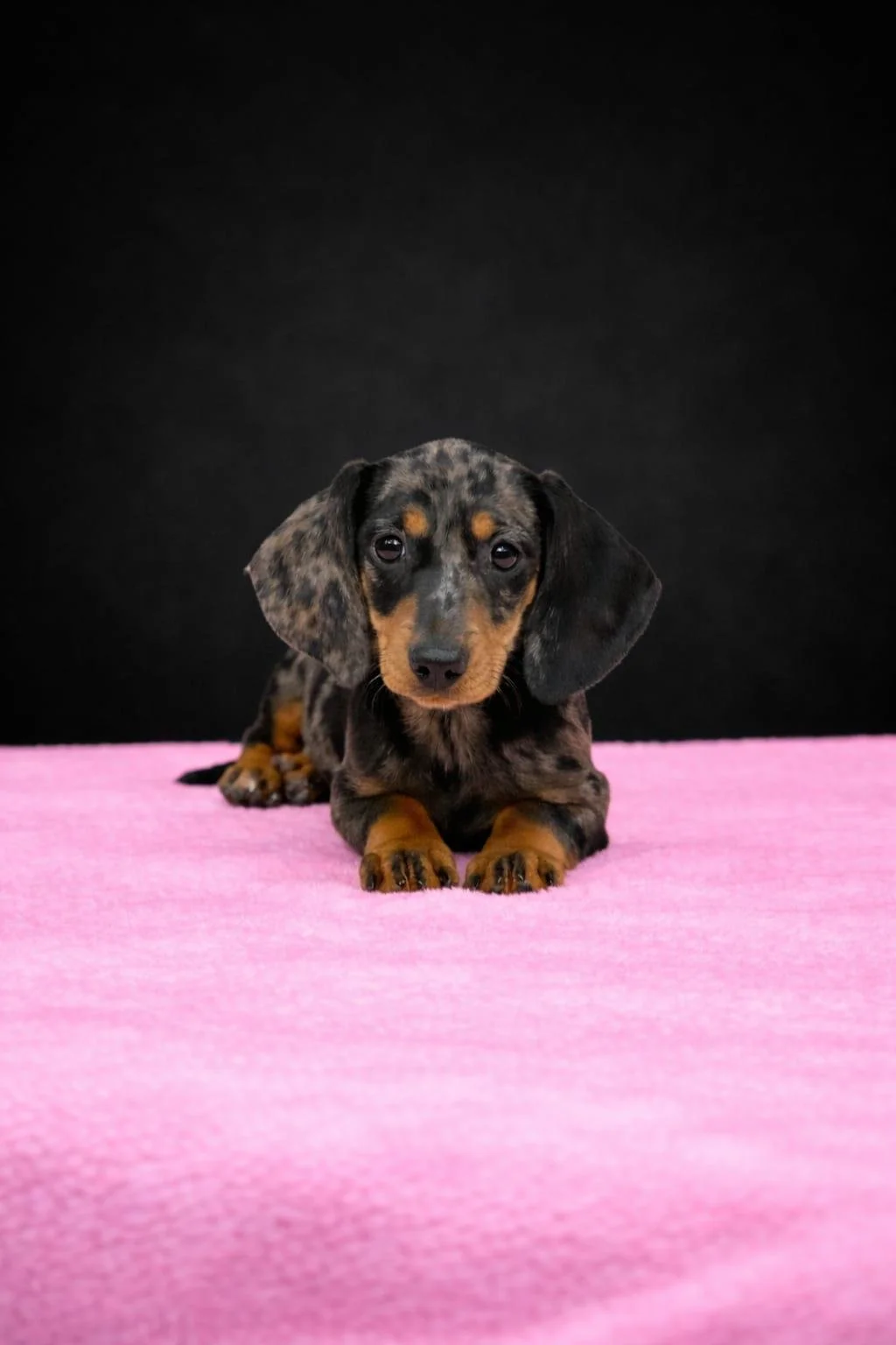 Un cucciolo di bassotto dal pelo tigrato sopra una coperta rosa, sfondo nero.
