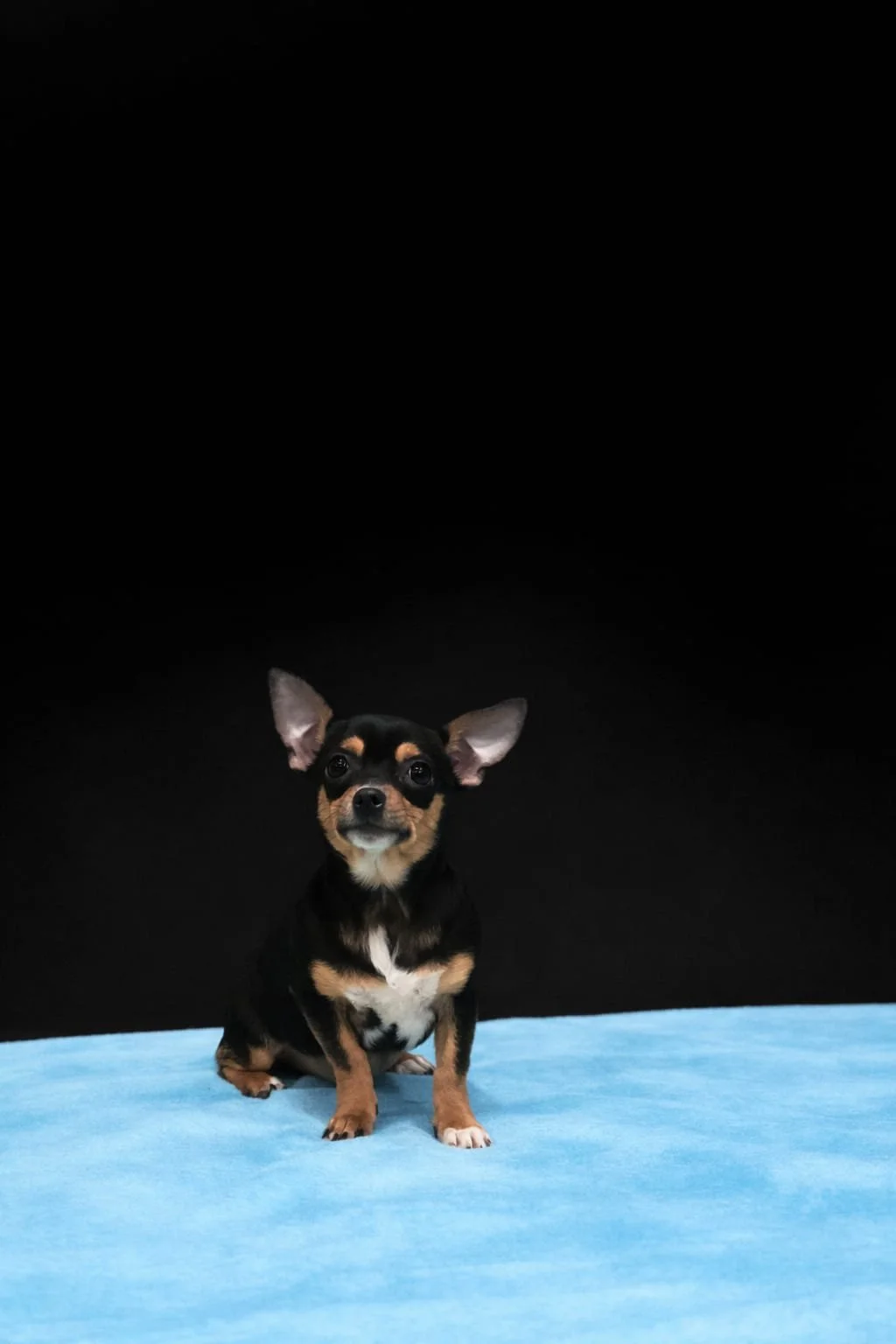 Cagnolino nero e marrone con grandi orecchie, seduto su un tappeto azzurro contro uno sfondo nero.