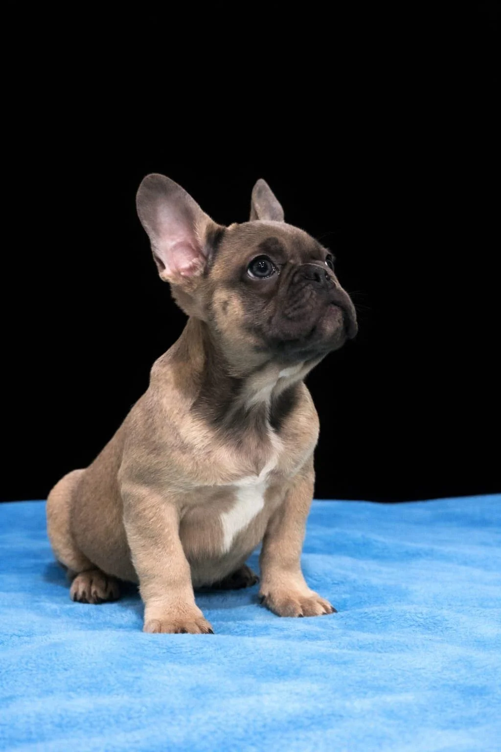 Cucciolo di French Bulldog con orecchio alto, seduto su una superficie blu, sfondo nero.