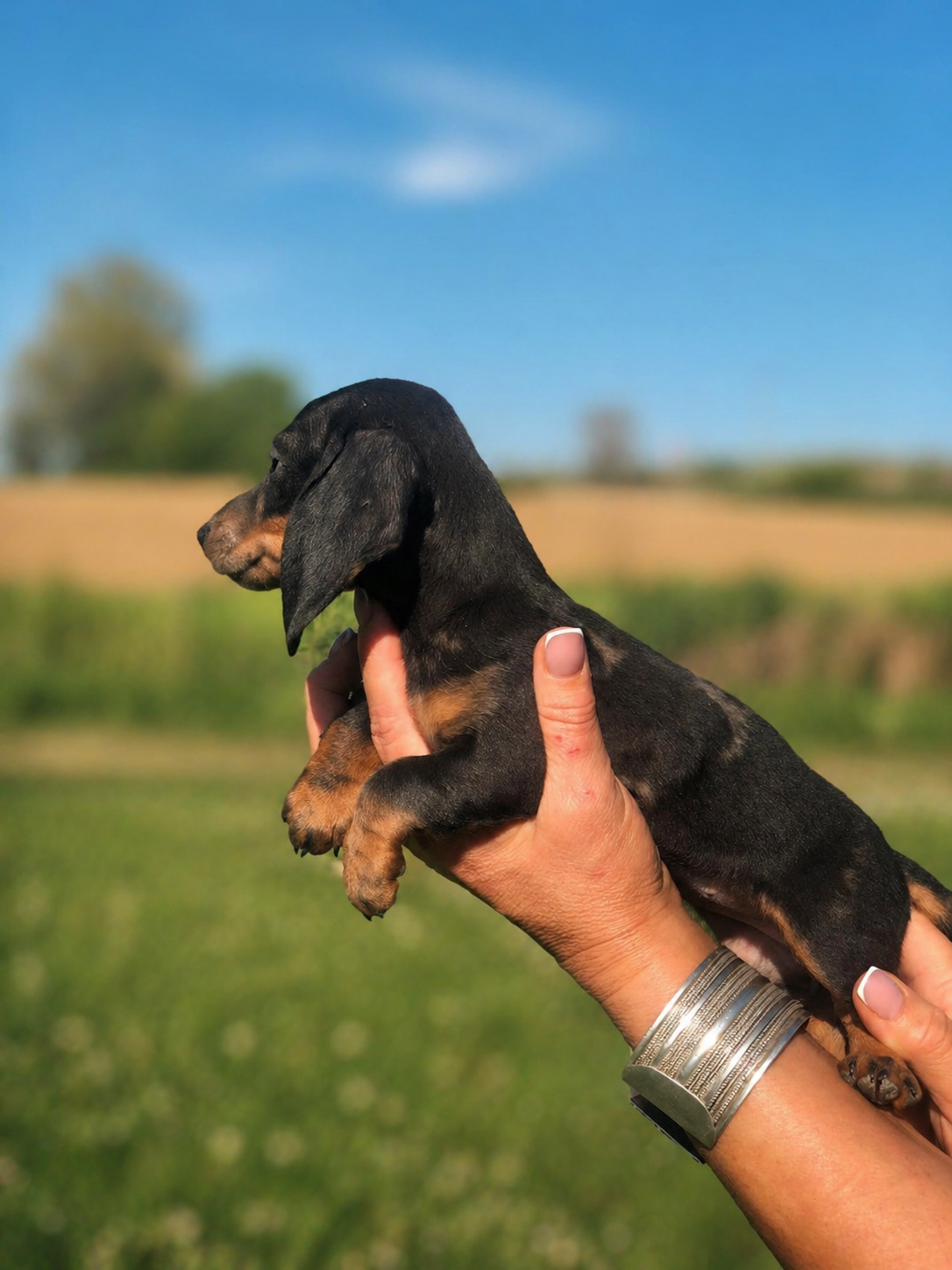 Un cucciolo di bassotto nero e marrone tenuto in mano all'aperto con sfondo di cielo blu e campagna