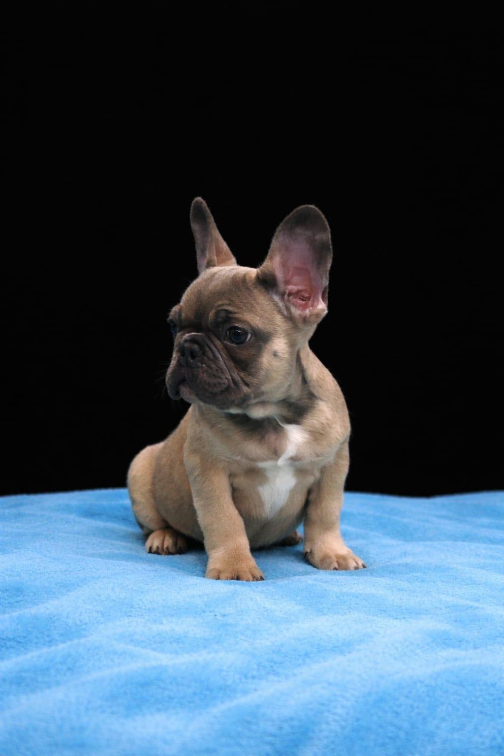Cucciolo di bulldog francese seduto su una superficie blu con sfondo nero.