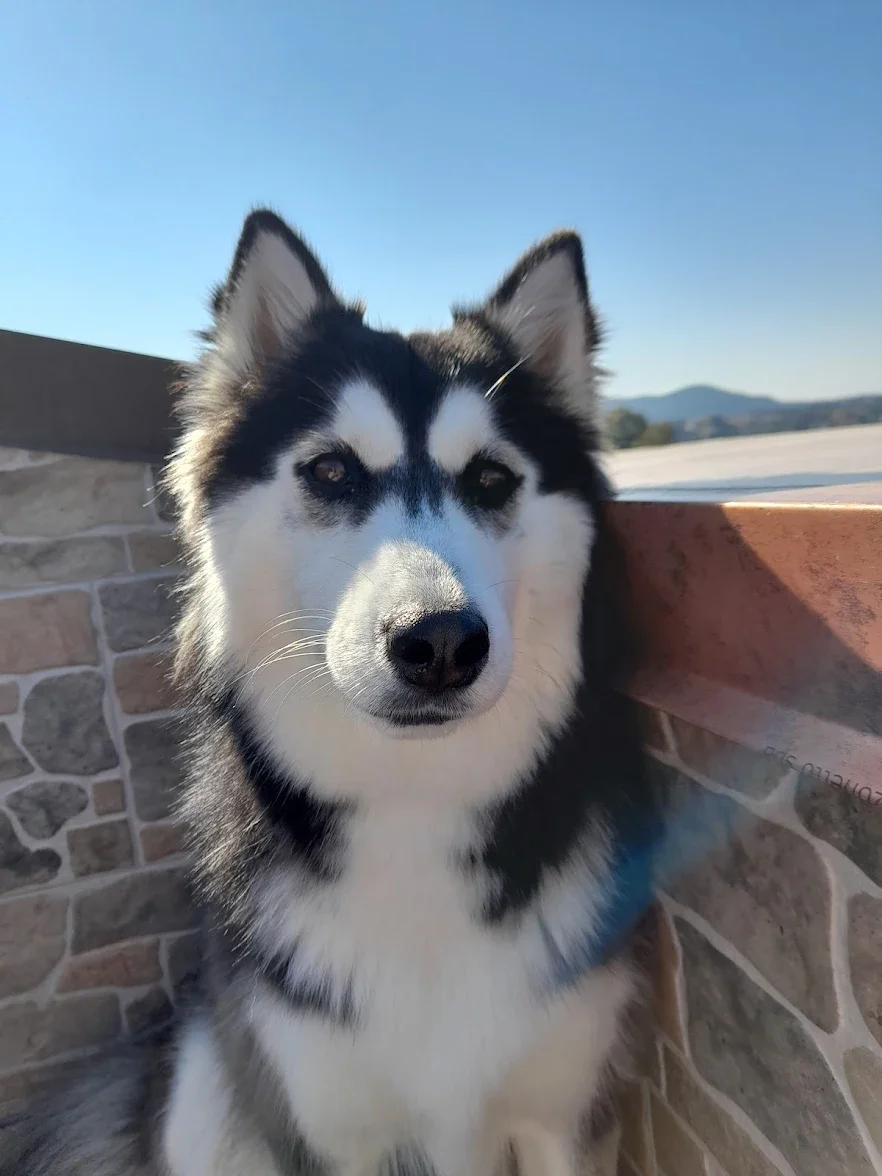 Cane di razza husky con pelo bianco e nero, seduto di fronte a una parete in pietra, sotto un cielo azzurro e in un ambiente aperto.