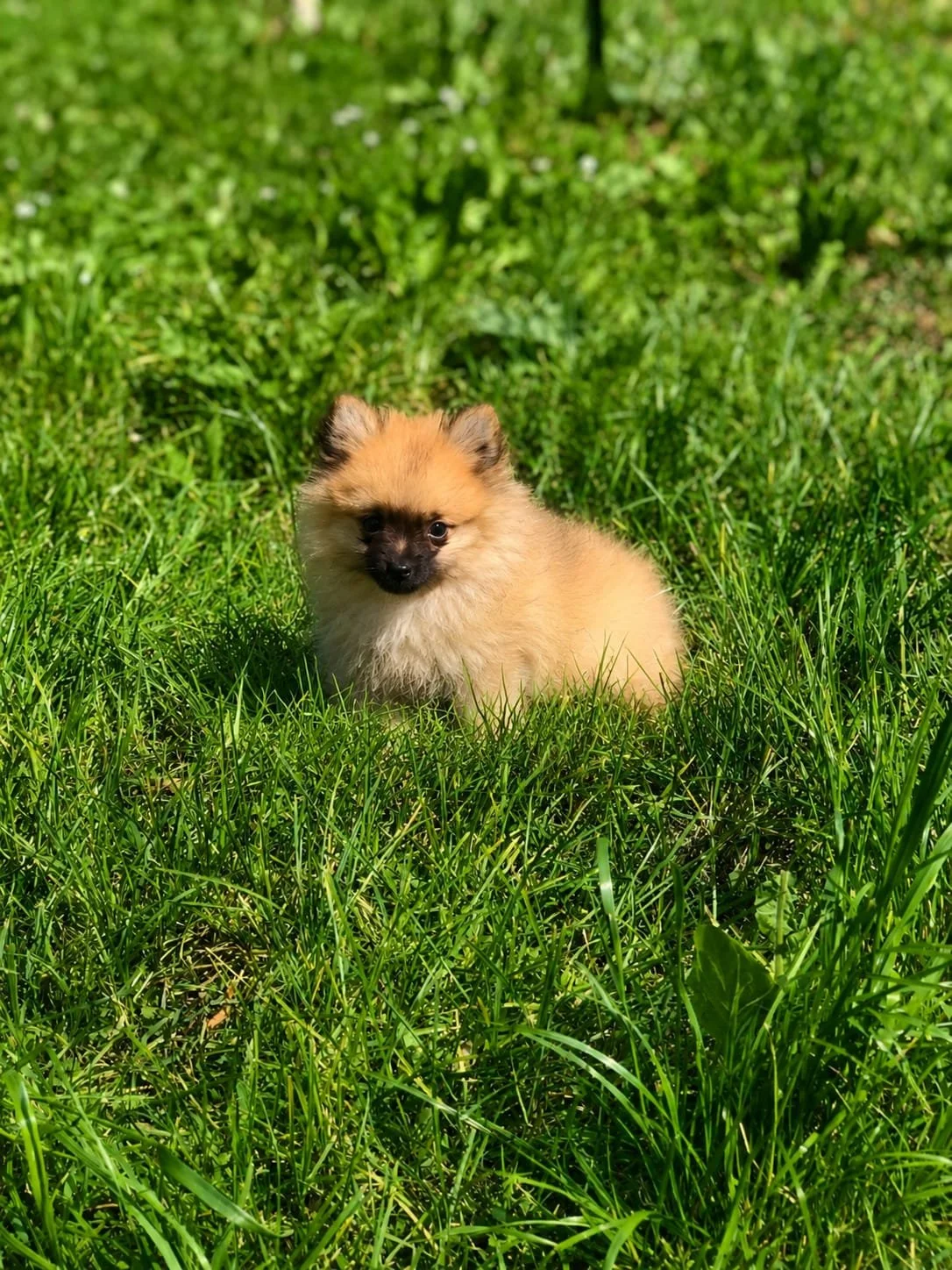 Cucciolo di cane di piccola taglia, con pelo color crema e volto nero, seduto in un prato di erba verde