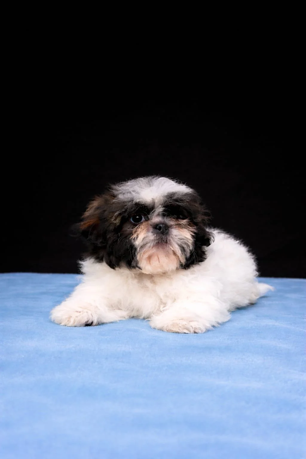 Cagnolino piccolo e bianco con macchie nere e marroni, sdraiato su un tappeto blu, sfondo nero.