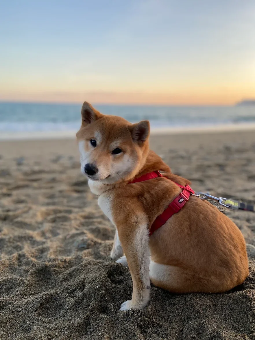 Cane di razza Shiba Inu seduto sulla spiaggia al tramonto.